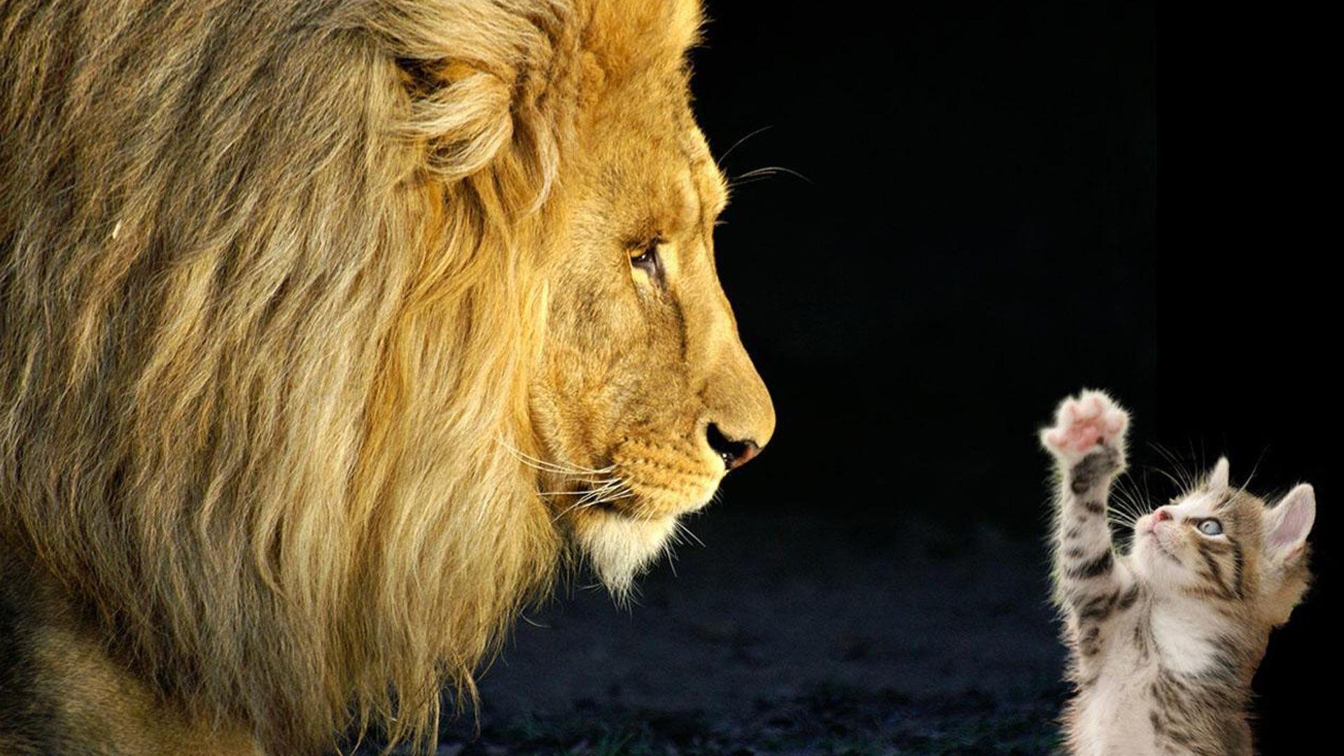 动物,喵咪,狮子