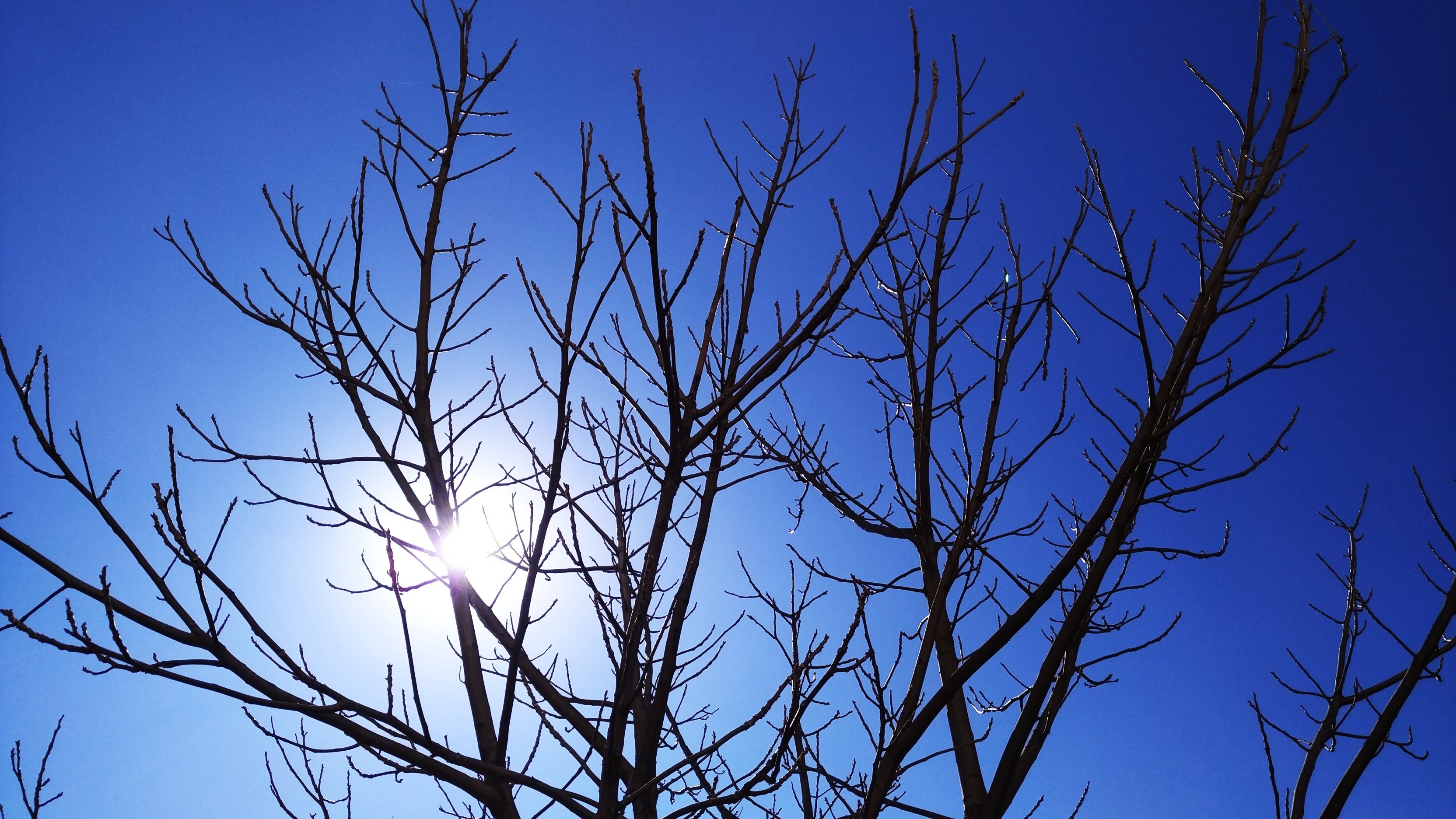 自然,阳光,树木