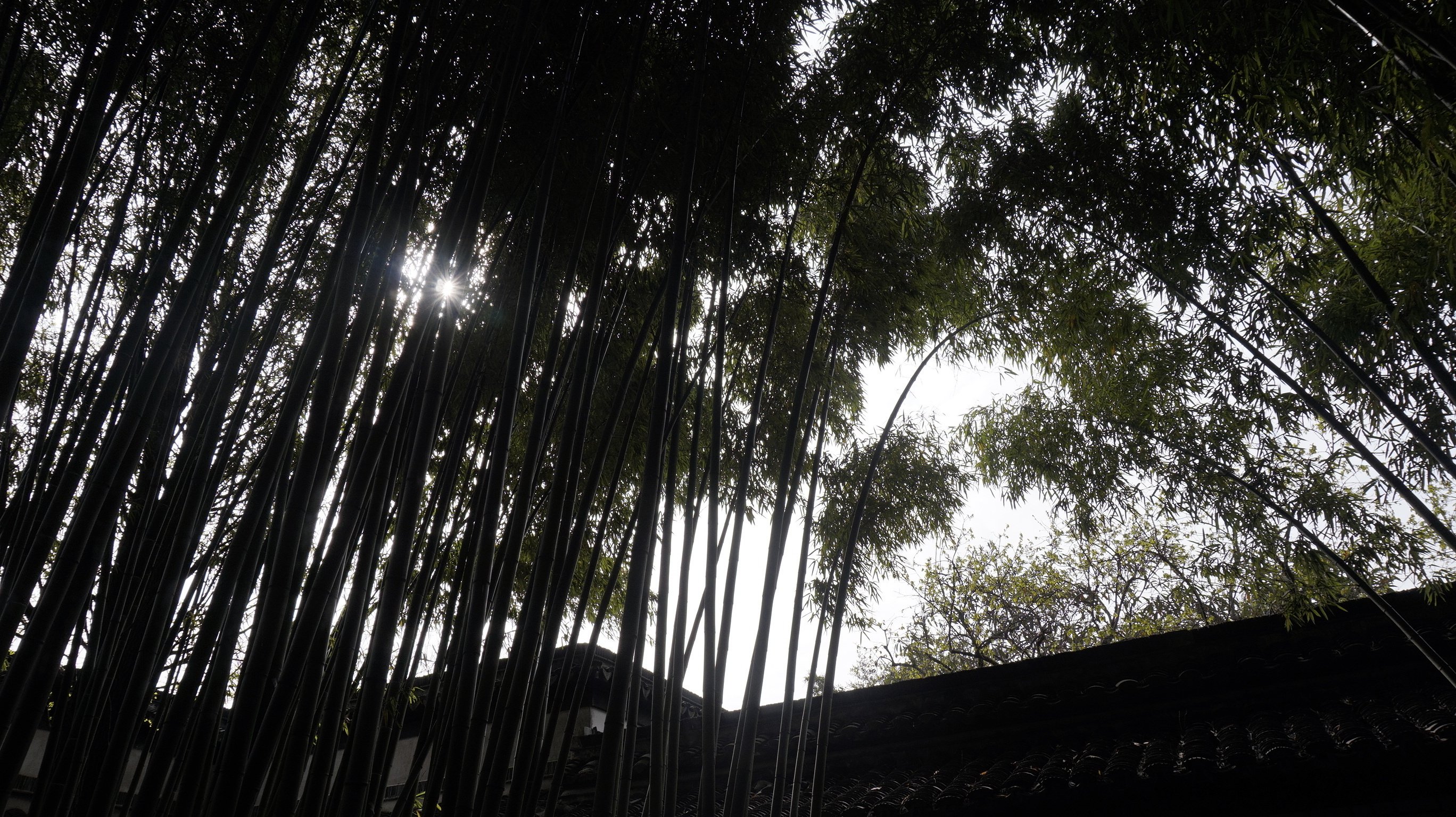 竹林,幽静,自然