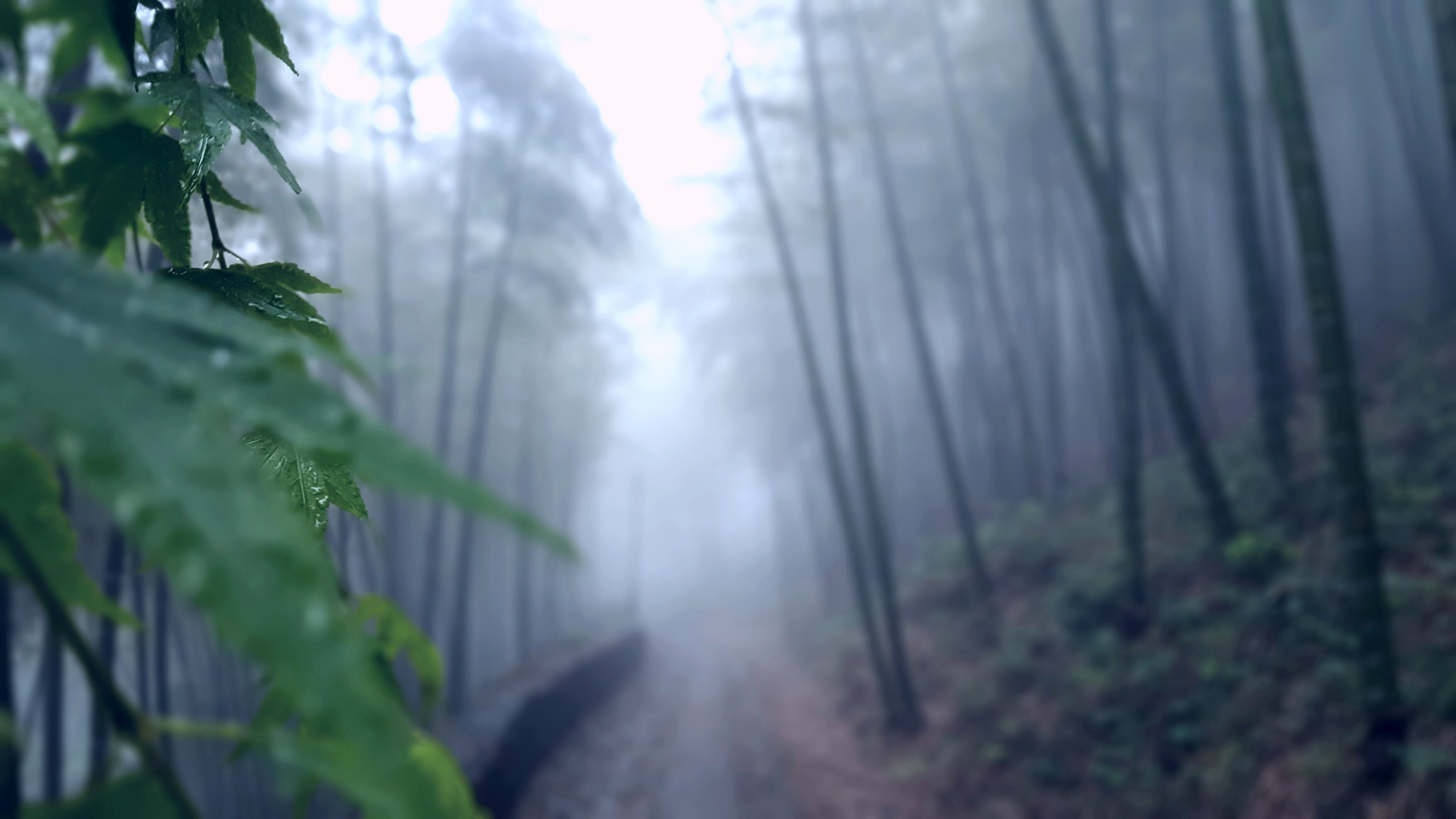 雨后,大雾,模糊,竹林