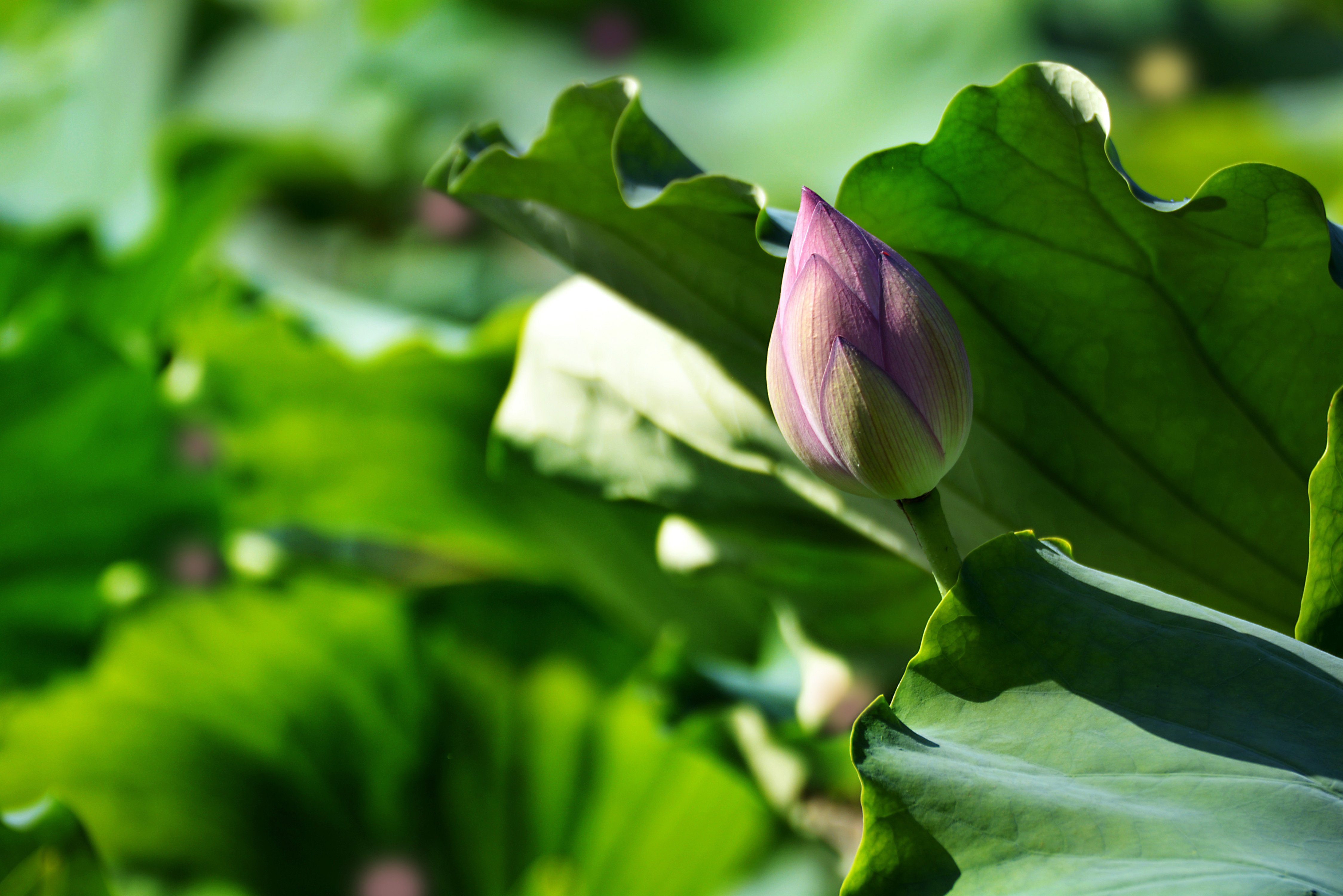 风景,荷花,荷叶