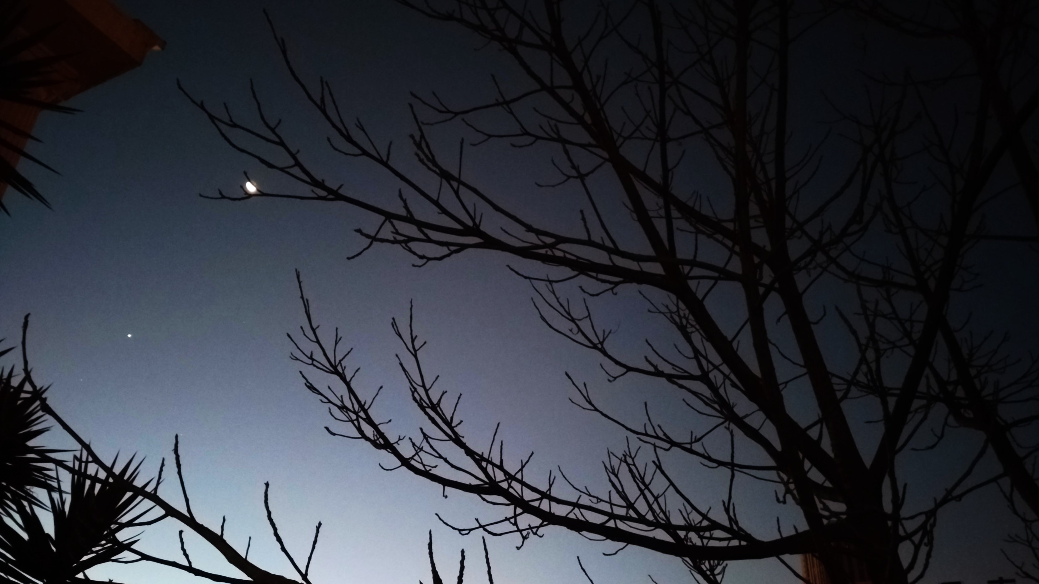 风景,自然,夜景,树木