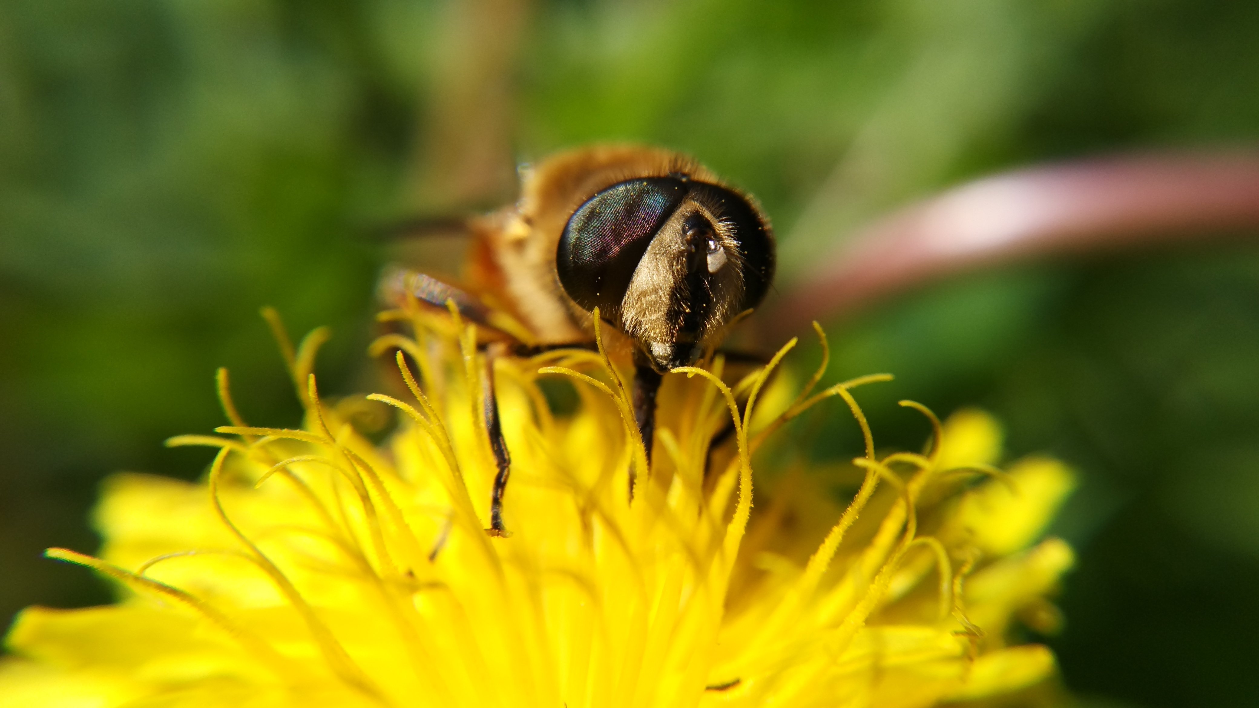 自然,花,蜜蜂,采蜜