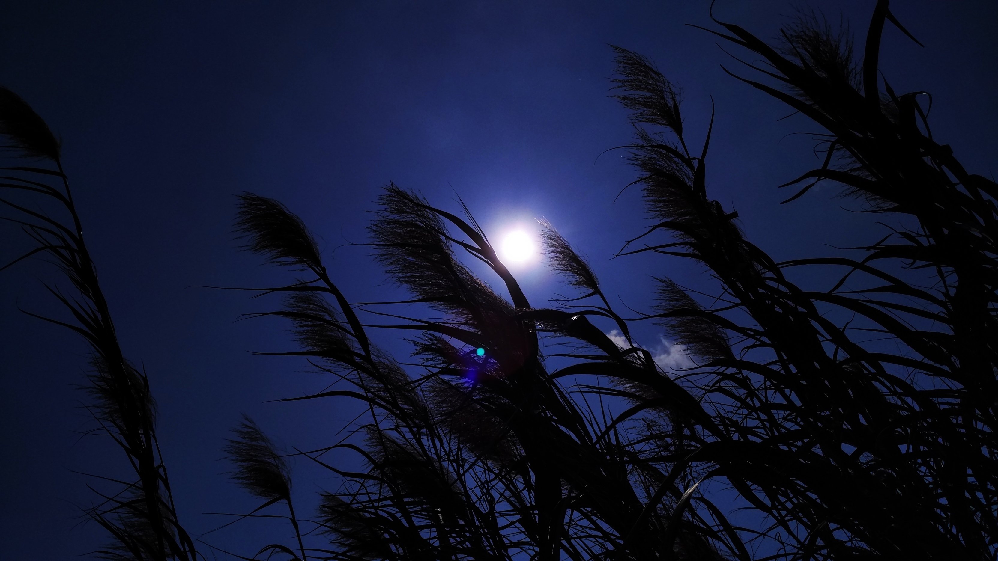 自然,夜景,月亮