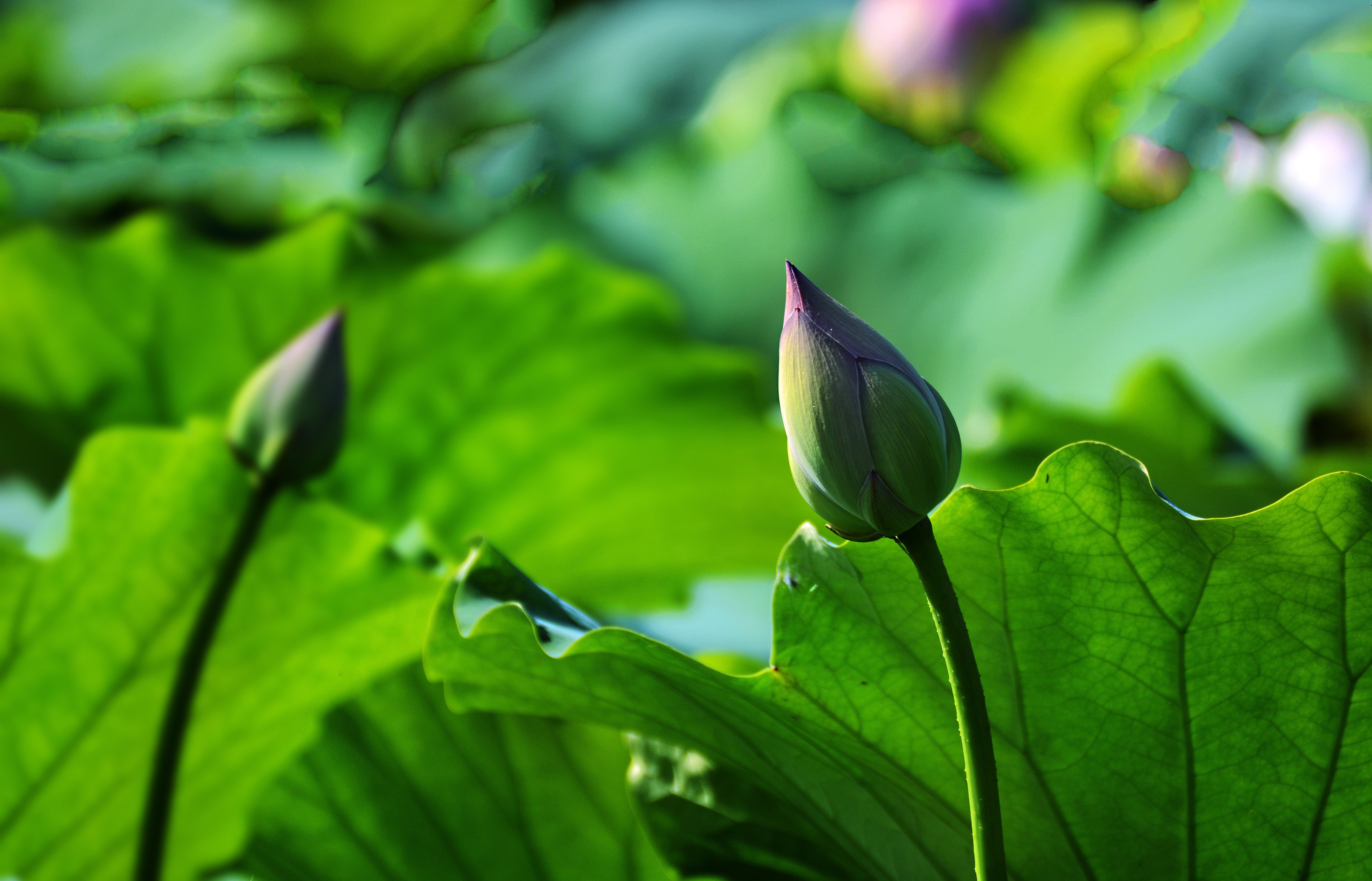 风景,池塘,荷叶