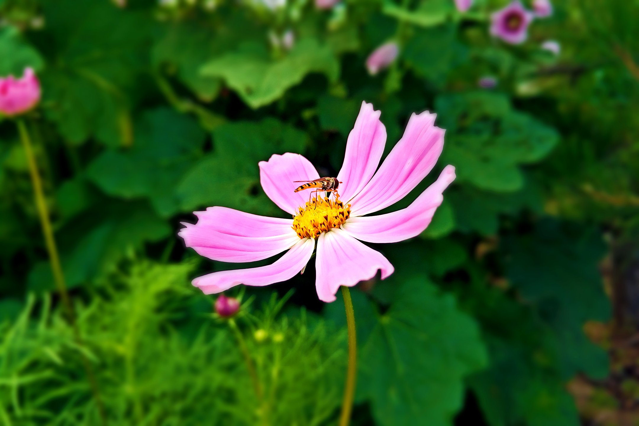 风景,自然,清新,花,蜜蜂