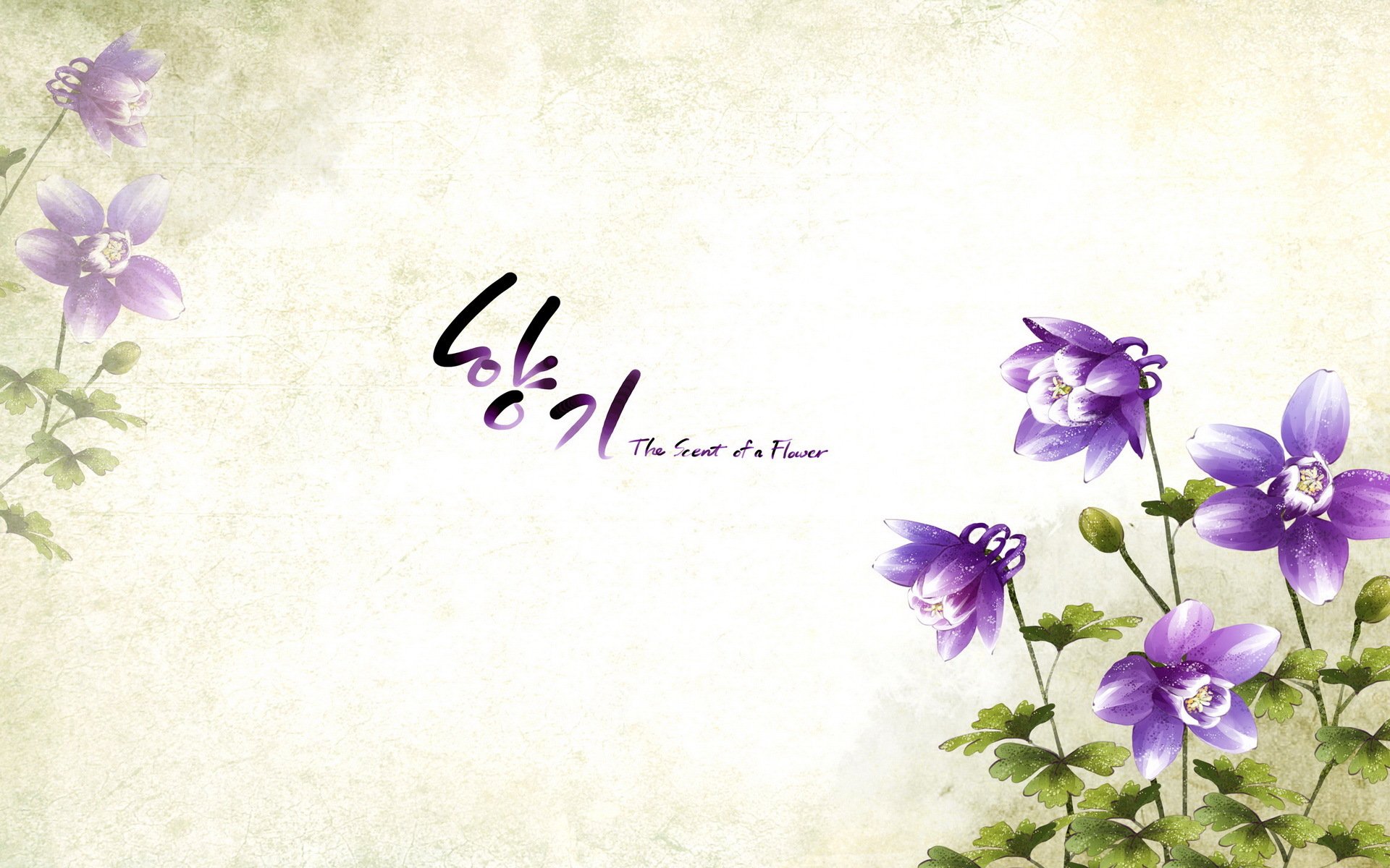 小清新,浪漫,简约,花卉,宽屏