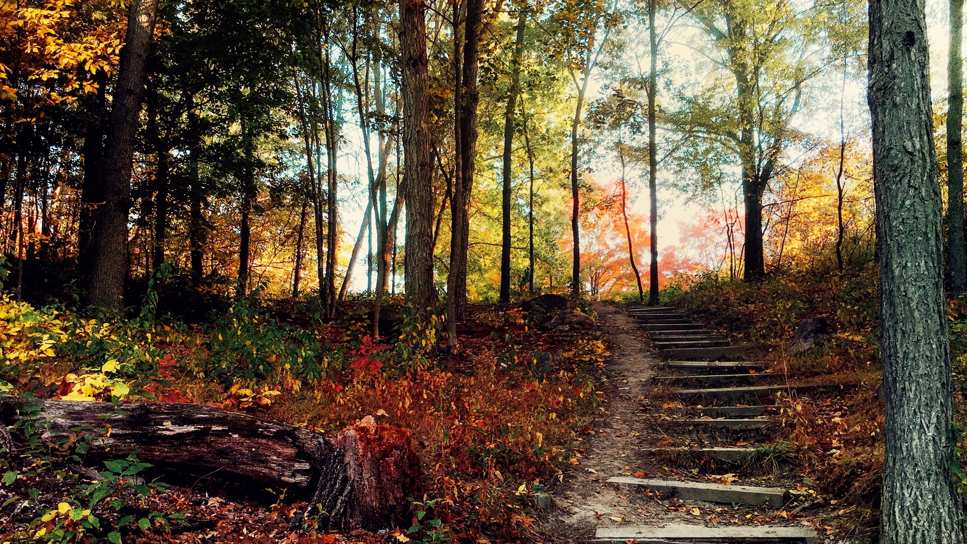 风景,林间小道,光影斑驳,美丽壮观