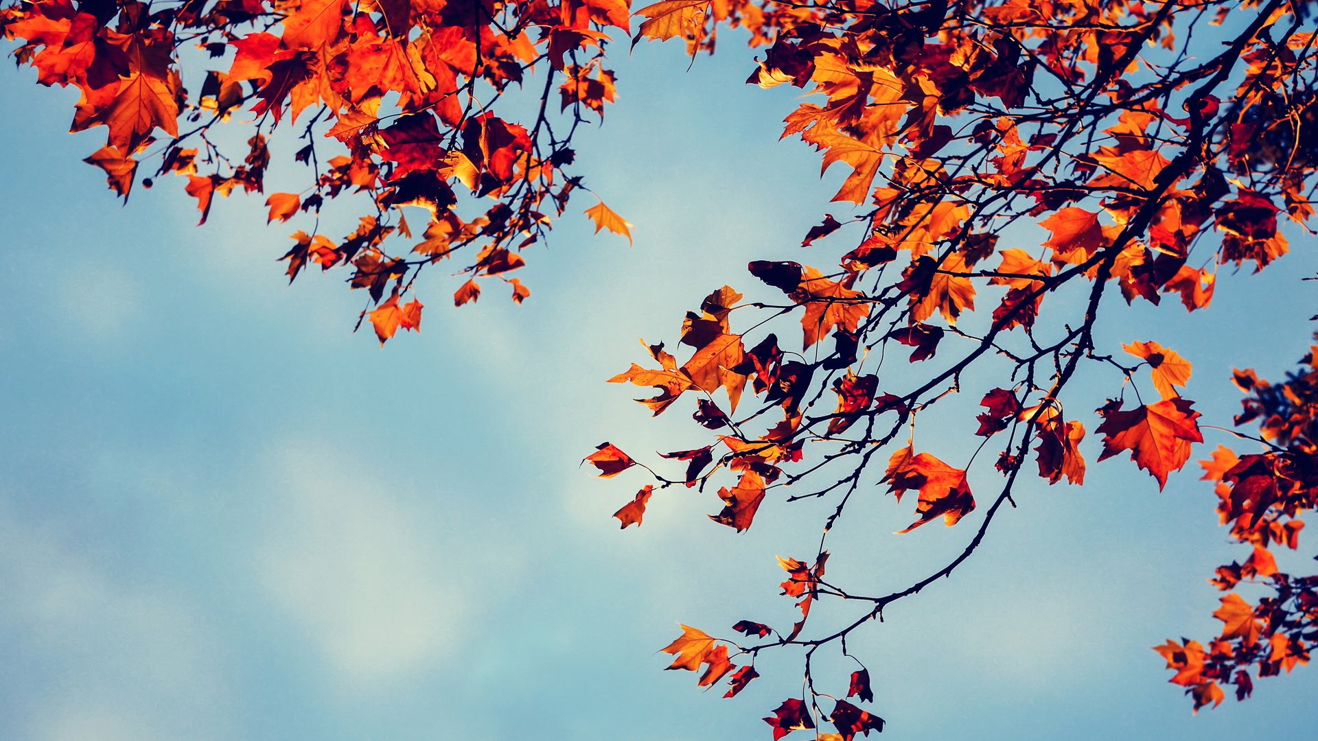 秋天,枫叶,美景