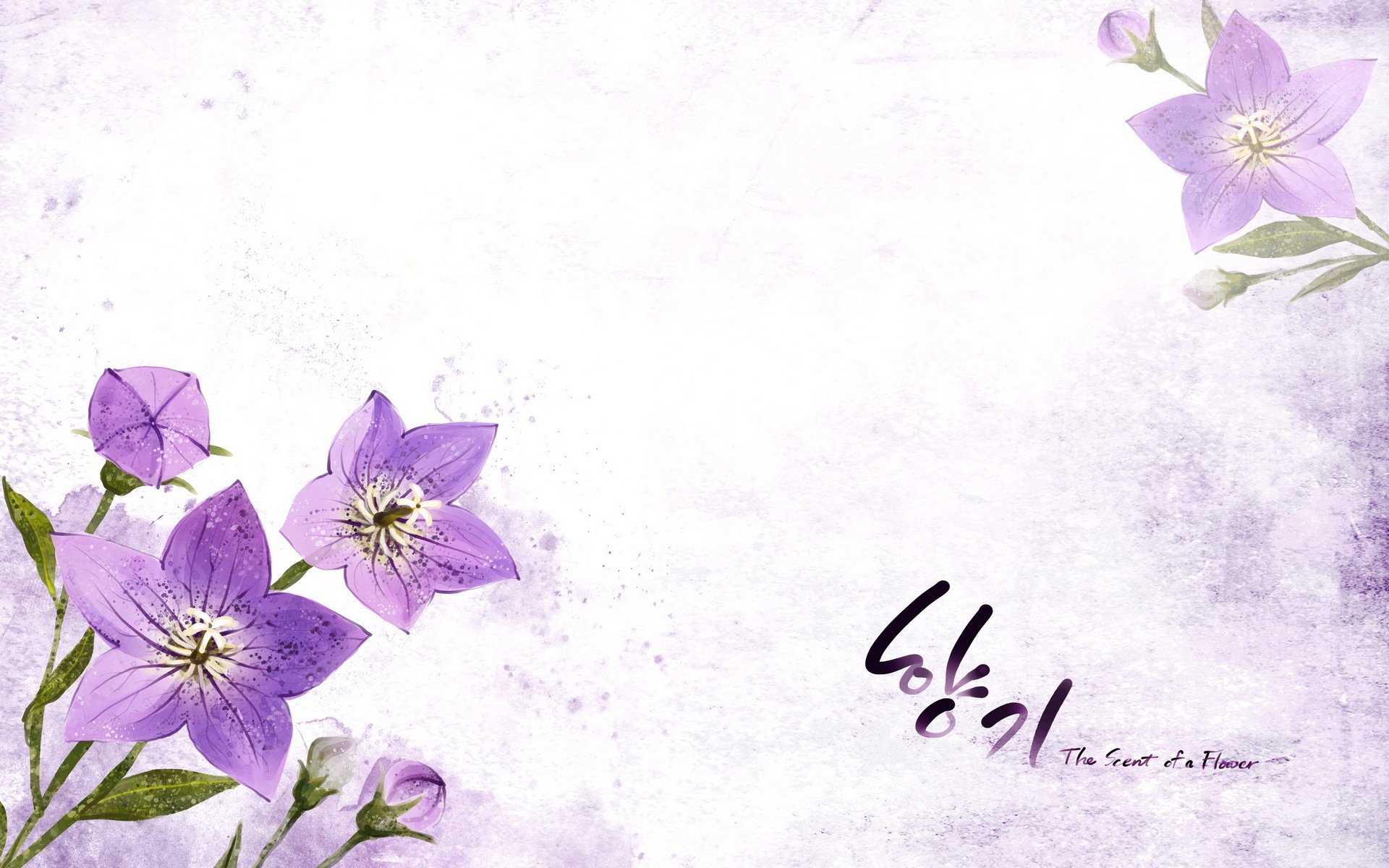 小清新,浪漫,简约,花卉,宽屏