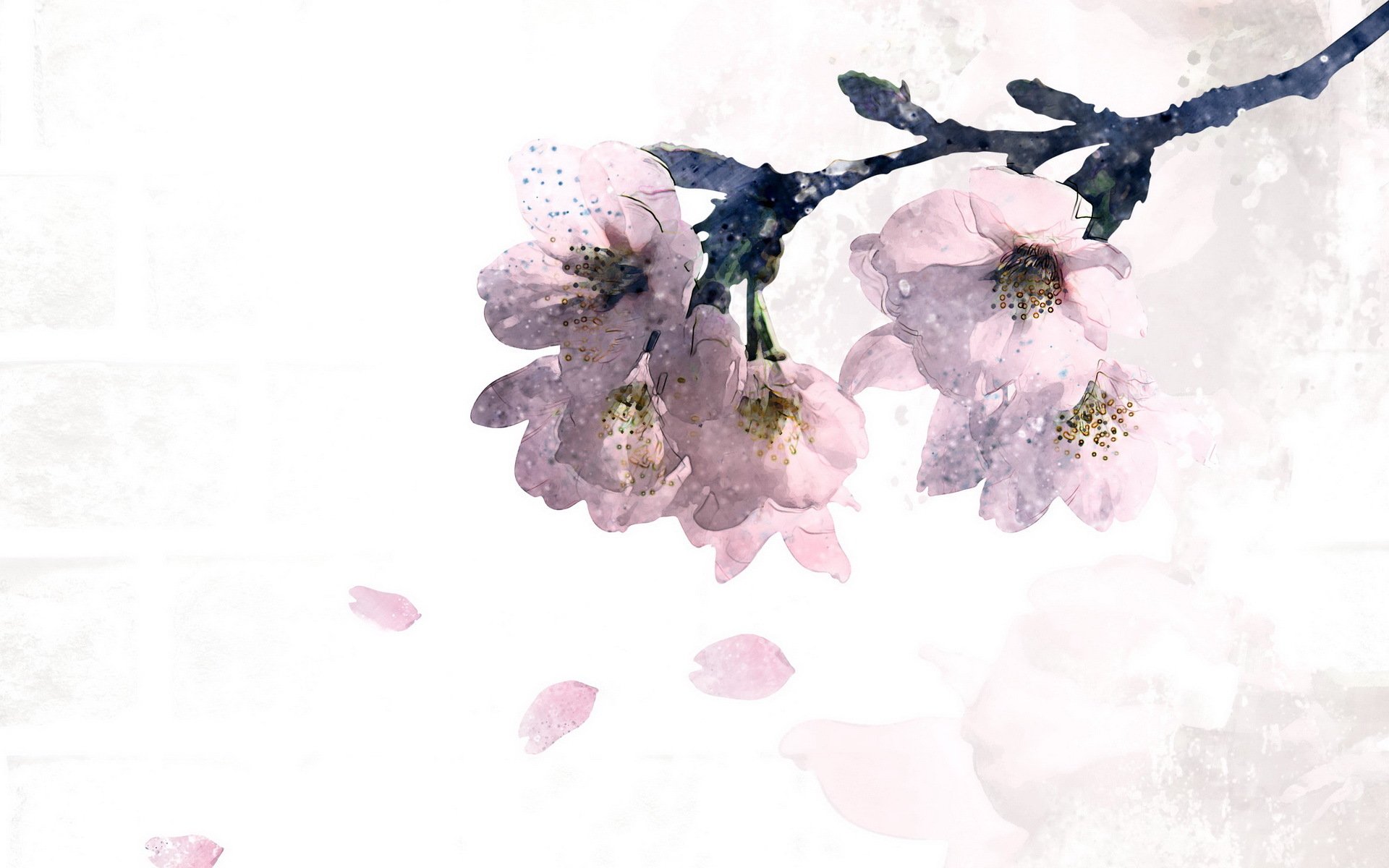 小清新,浪漫,简约,花卉,宽屏