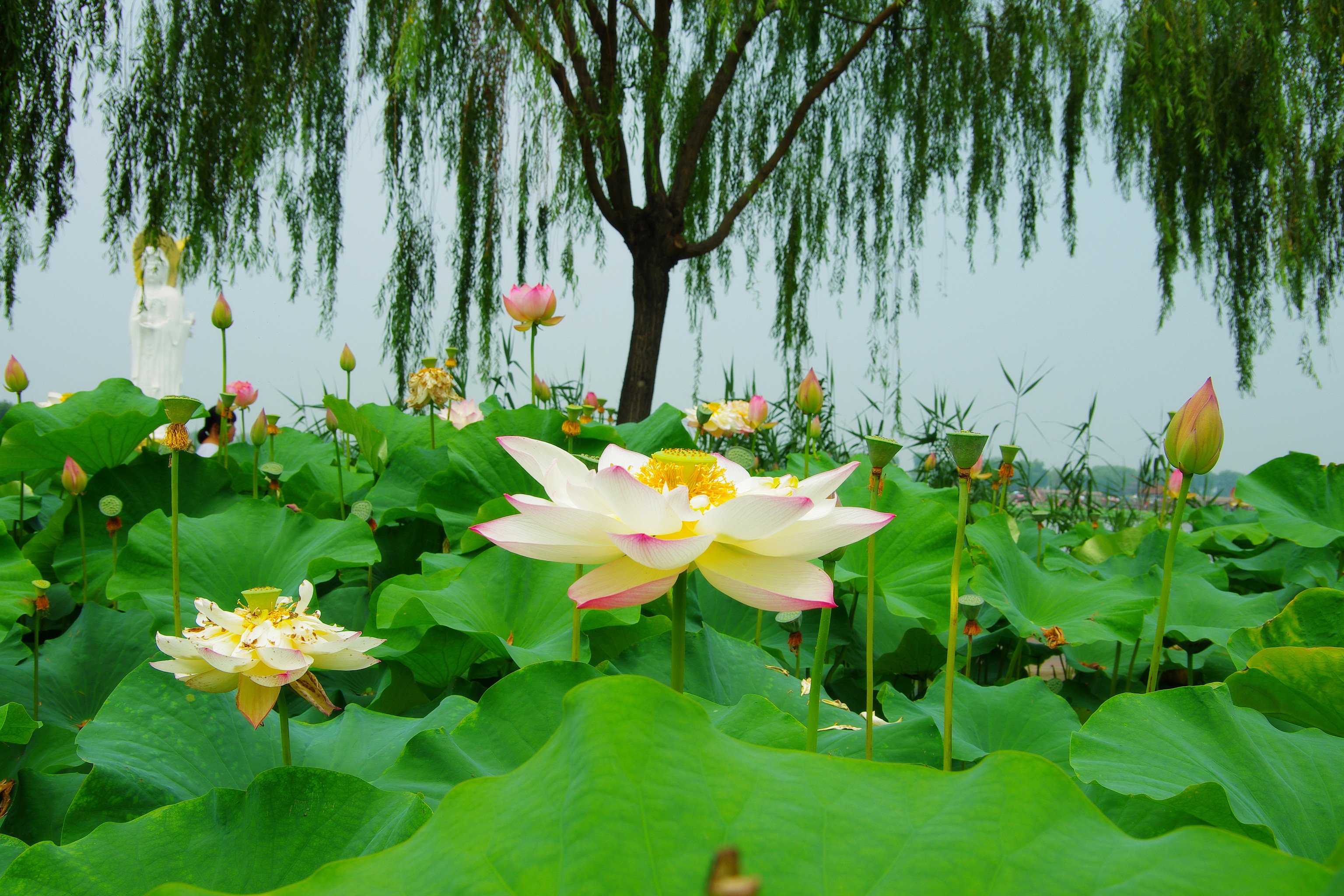 风景,护眼,荷花
