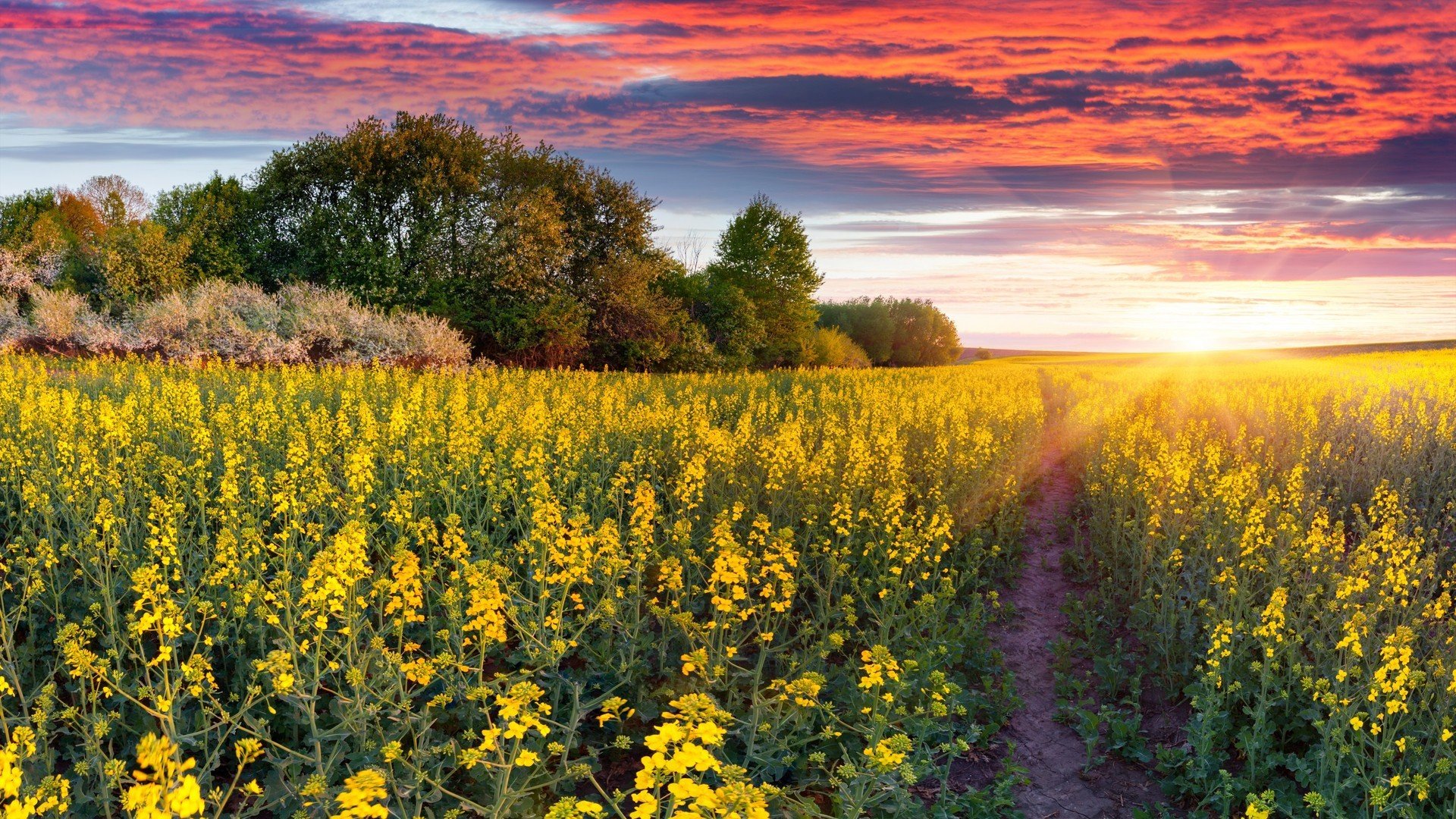 风景,浪漫花海,美丽壮观,可爱,宽屏