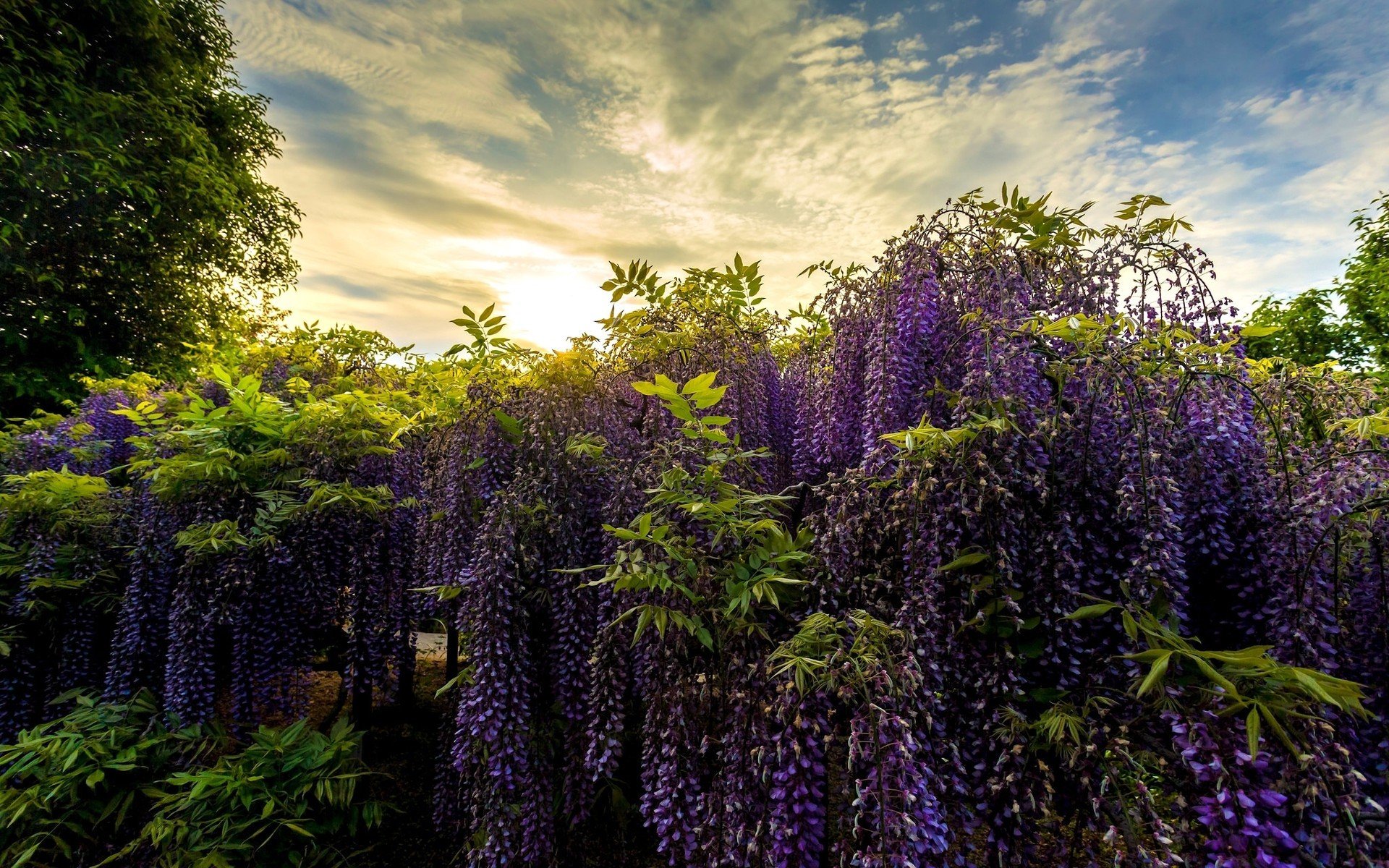 风景,浪漫花海,美丽壮观,可爱,宽屏
