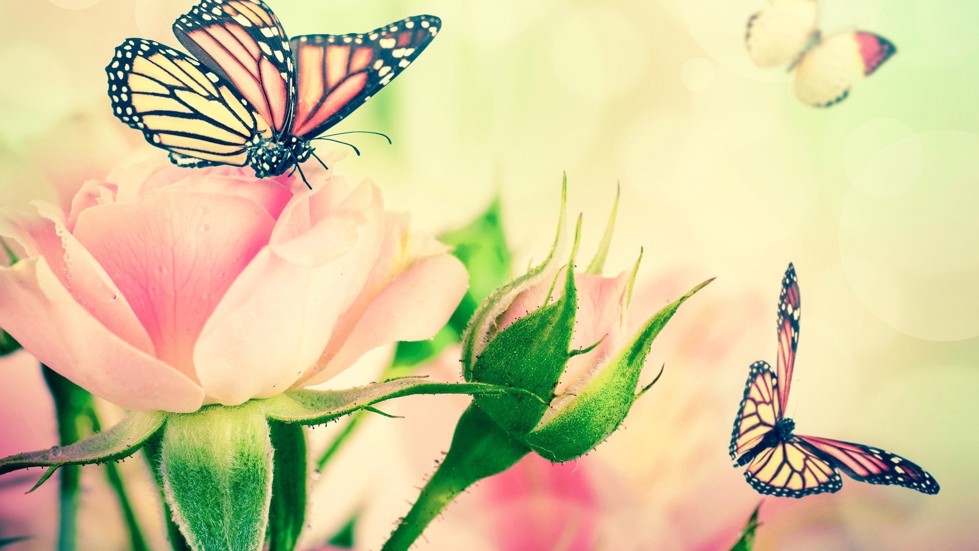 风景,简约,花束,可爱温馨,宽屏