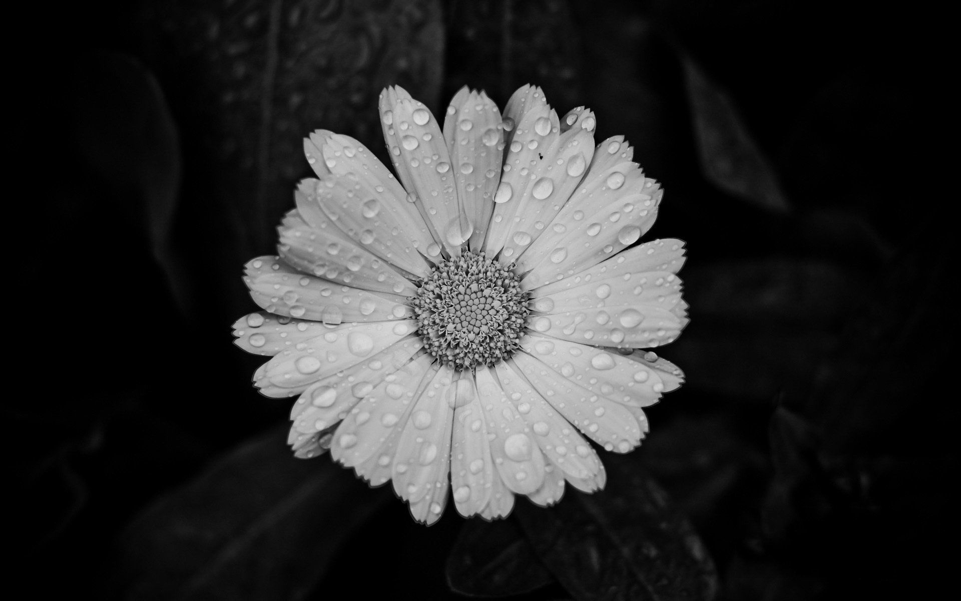 小清新,小花,简单,可爱,宽屏