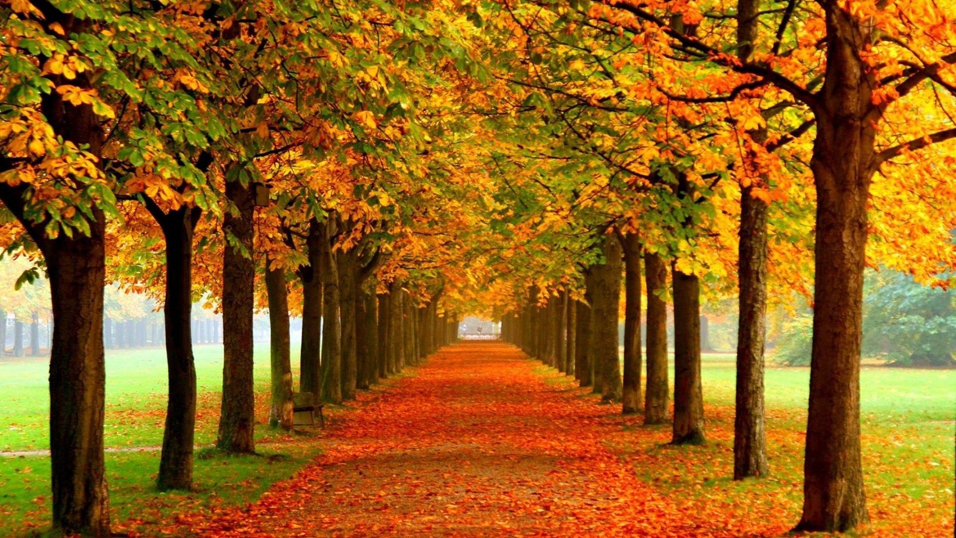 自然,秋景,美景