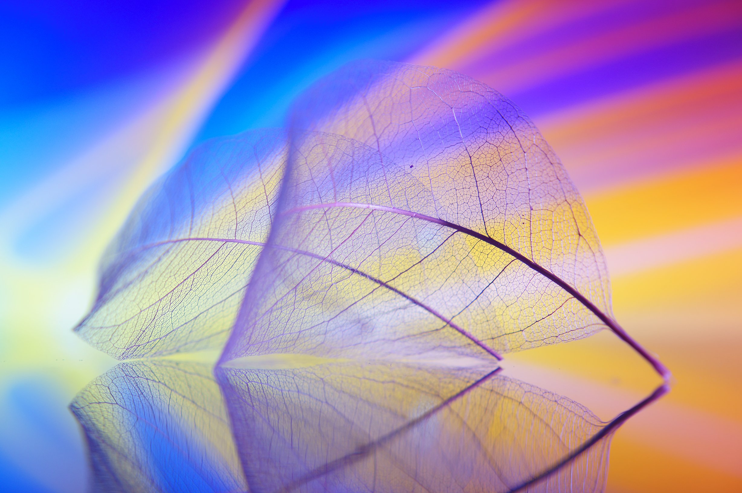 酷炫,时尚,叶子