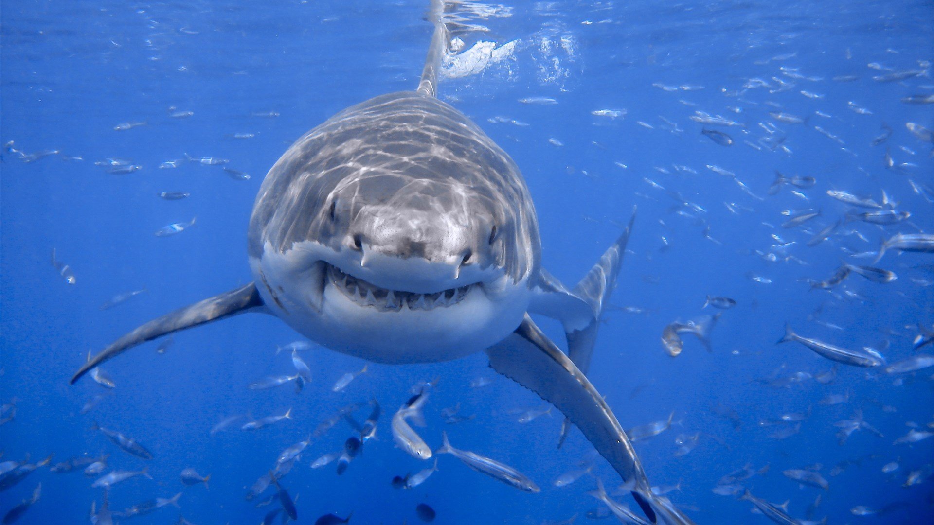 鲨鱼,海洋霸主