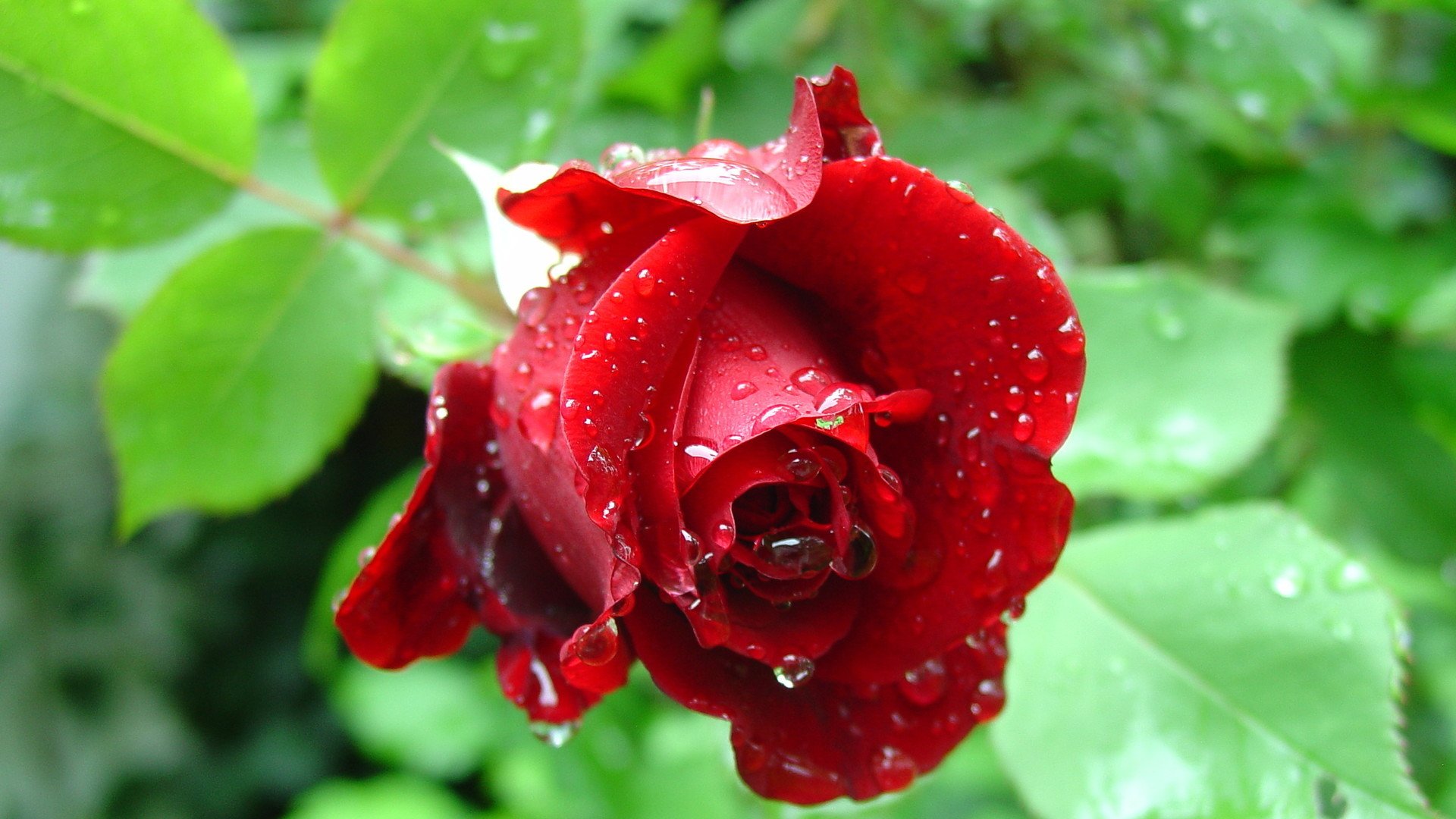 风景,花朵,绚烂多姿,娇艳欲滴,宽屏