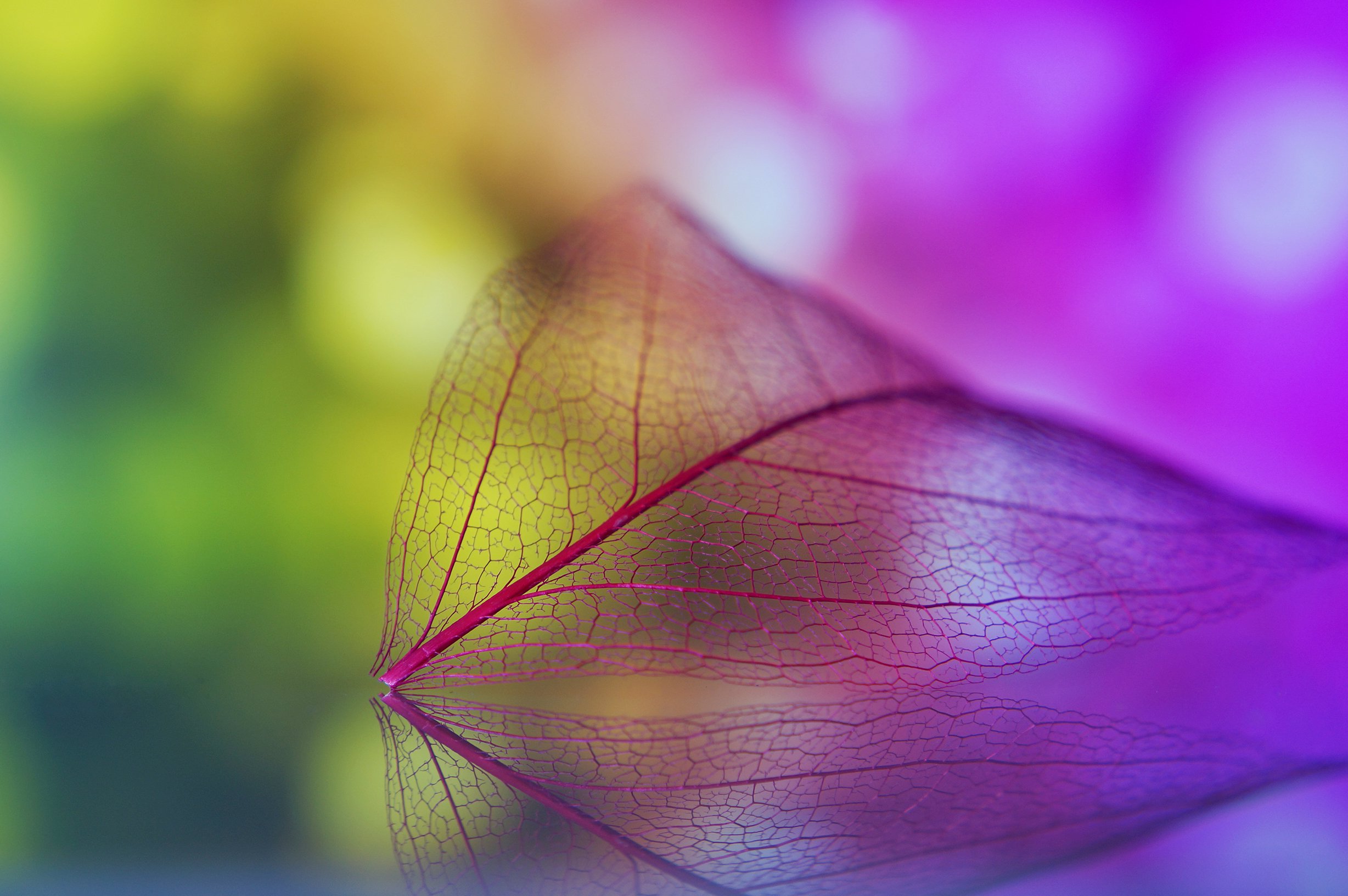 绚丽,时尚,叶子