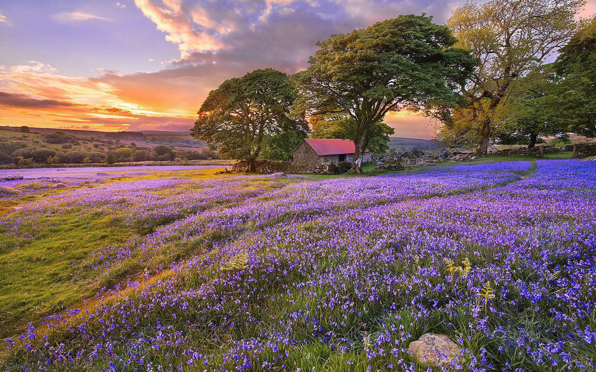 风景,浪漫花海,美丽壮观,可爱,宽屏