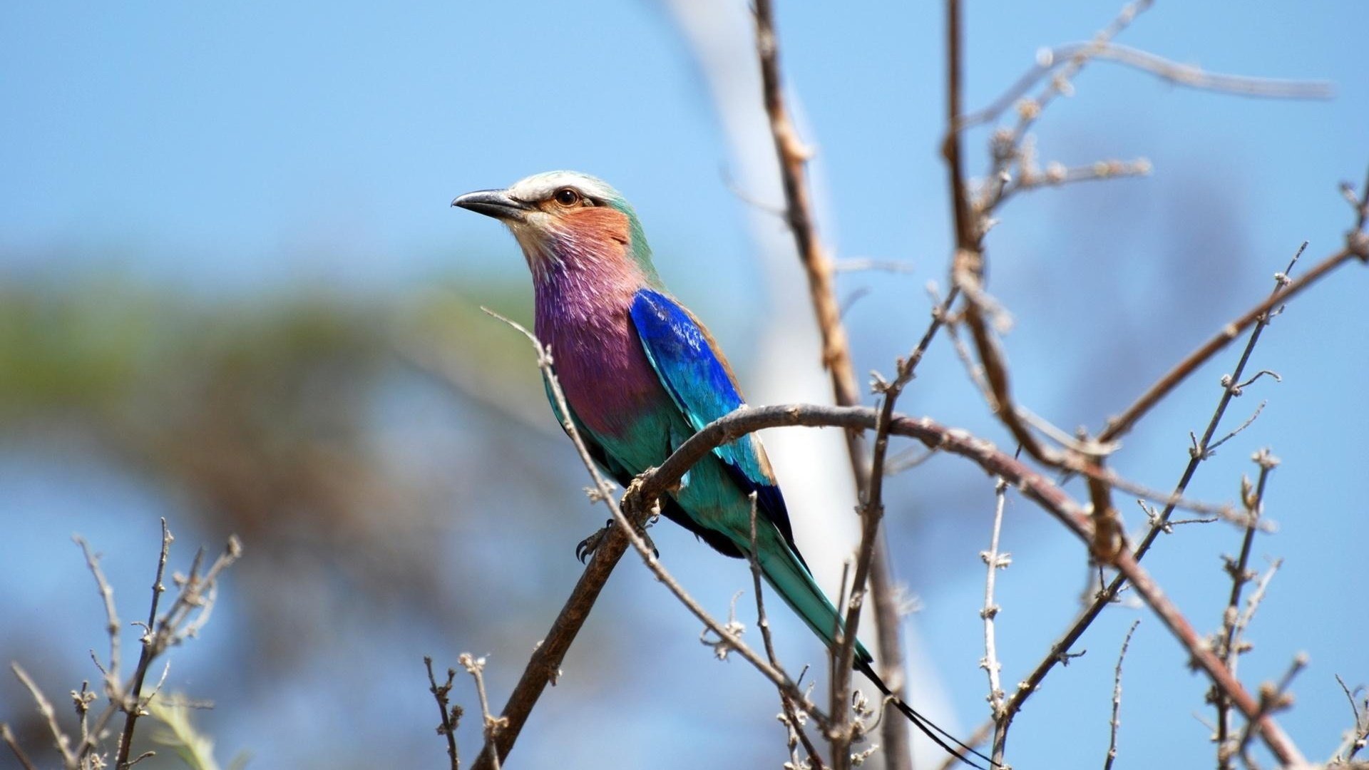 小鸟,五彩羽毛,好看
