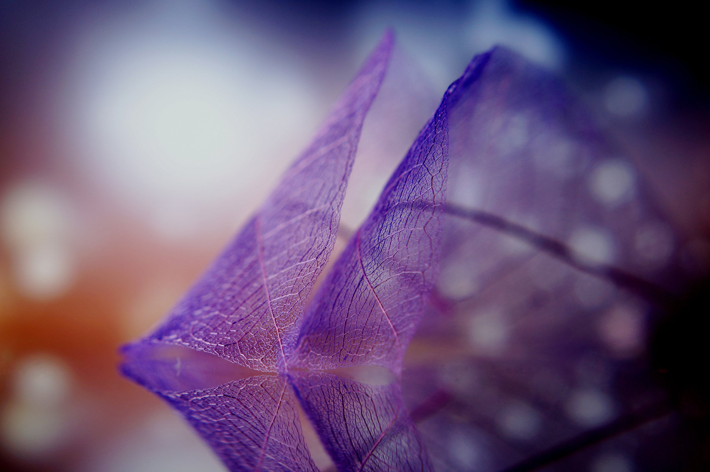 绚丽,时尚,叶子