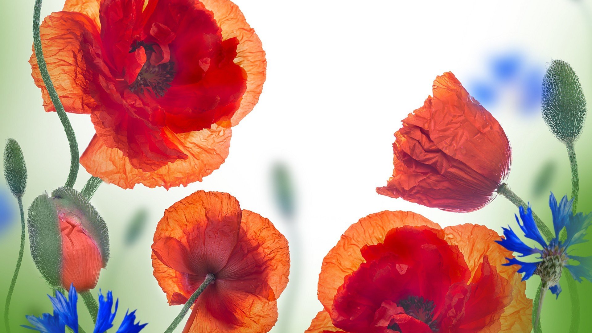 风景,花朵,绚烂多姿,宽屏