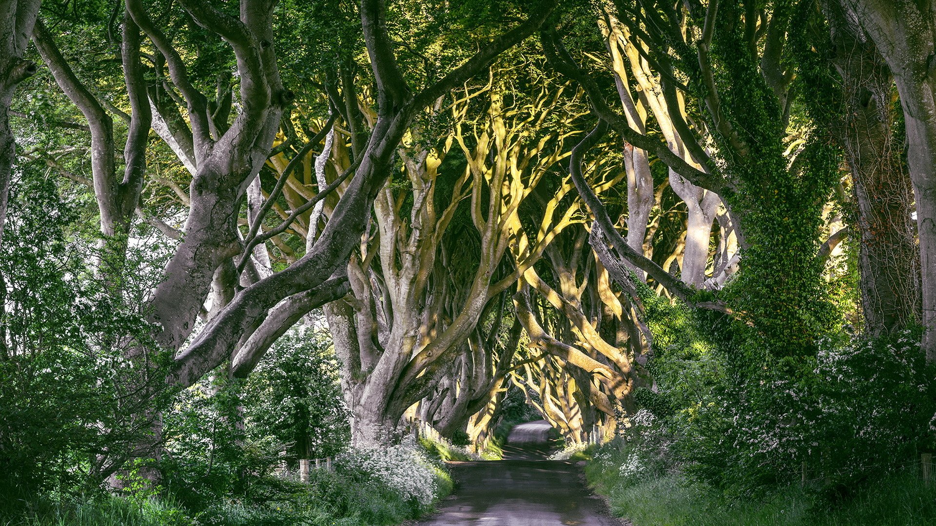 风景,美景,绿色