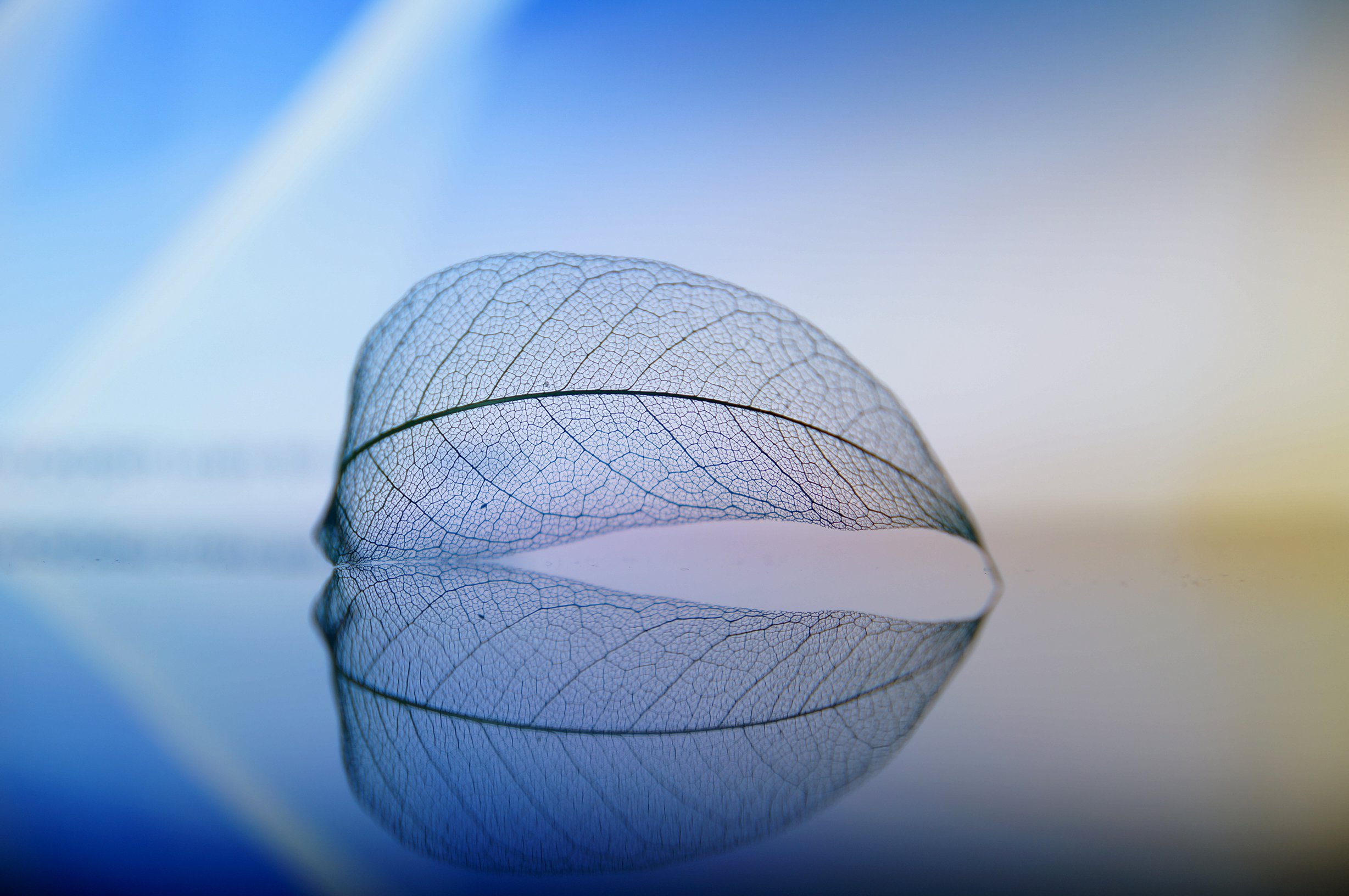 酷炫,时尚,叶子