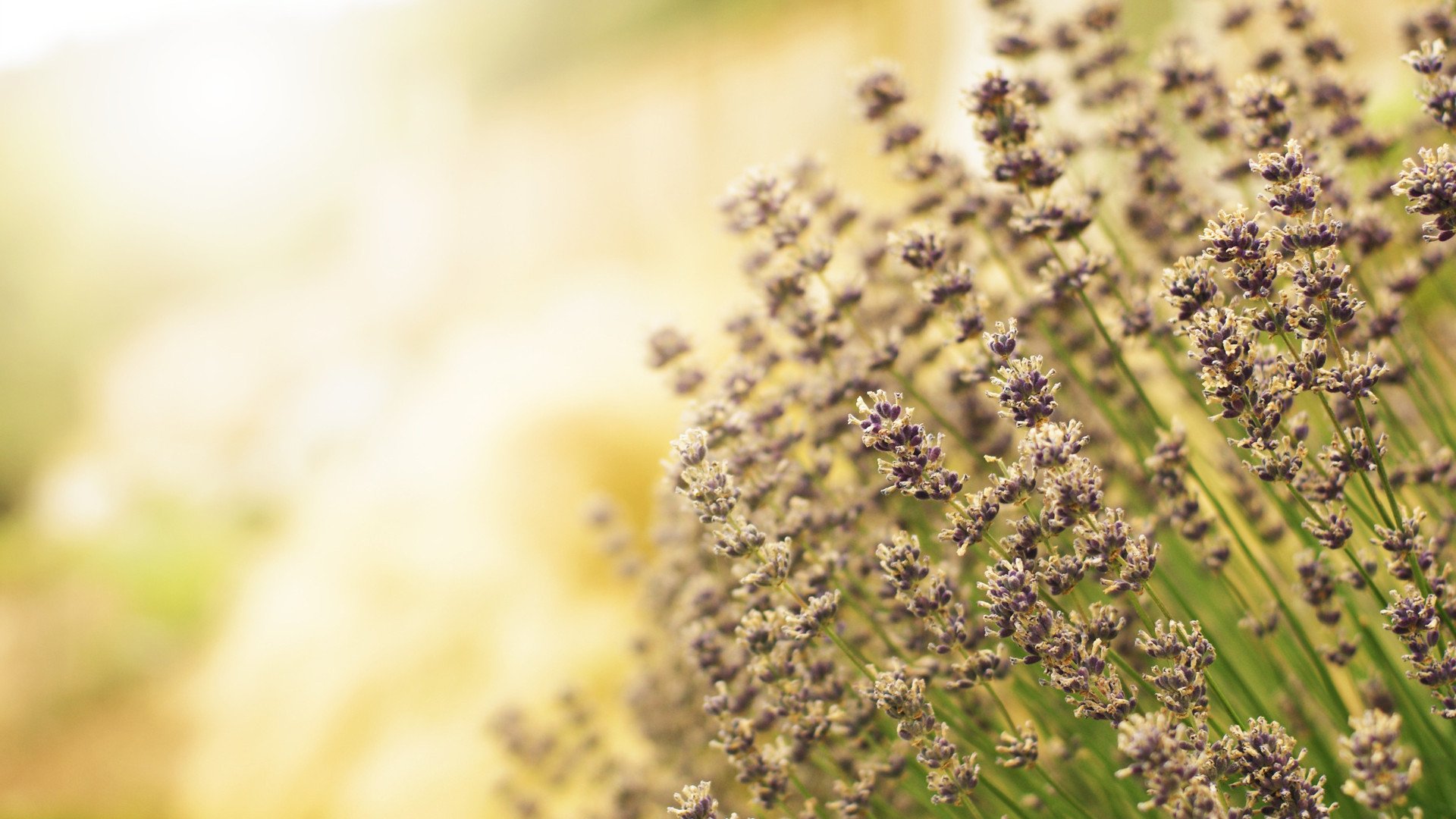 风景,薰衣草,紫色浪漫,宽屏