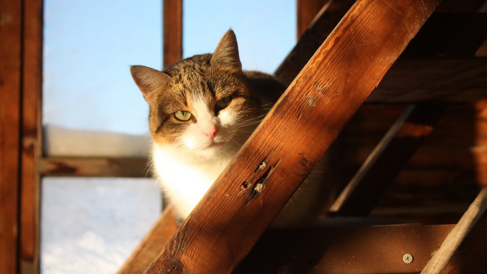 喵喵,喵星人,小奶猫