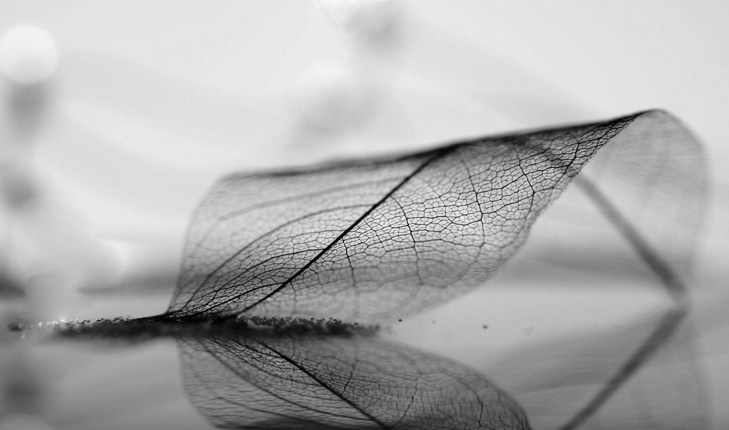 时尚,酷炫,叶子