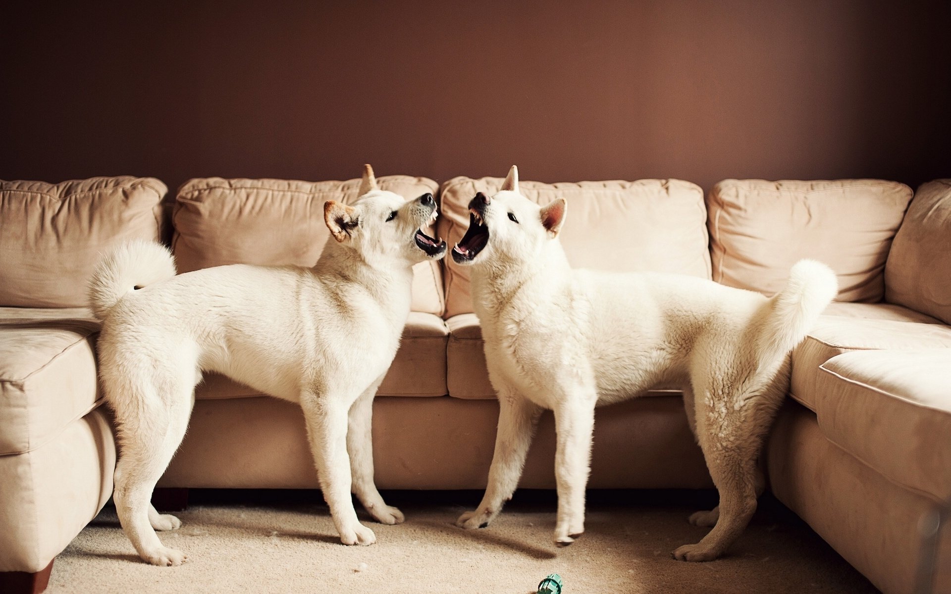 萌宠,秋田犬,呆萌,可爱,宽屏
