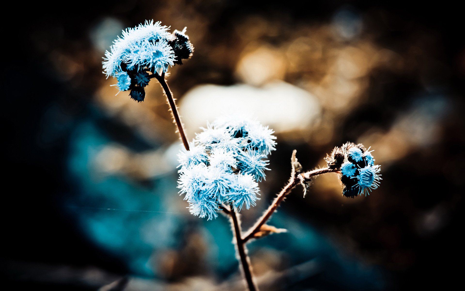 小清新,简单,可爱,宽屏