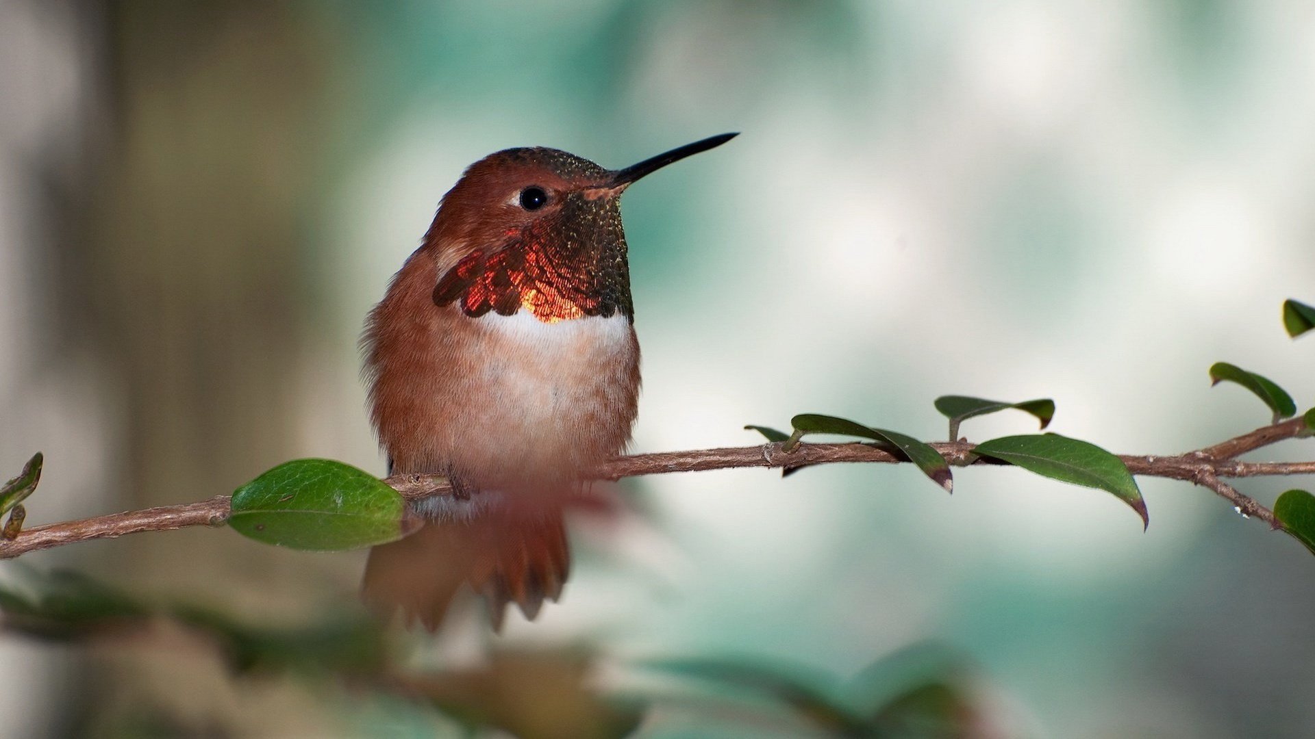 小鸟,自由,可爱
