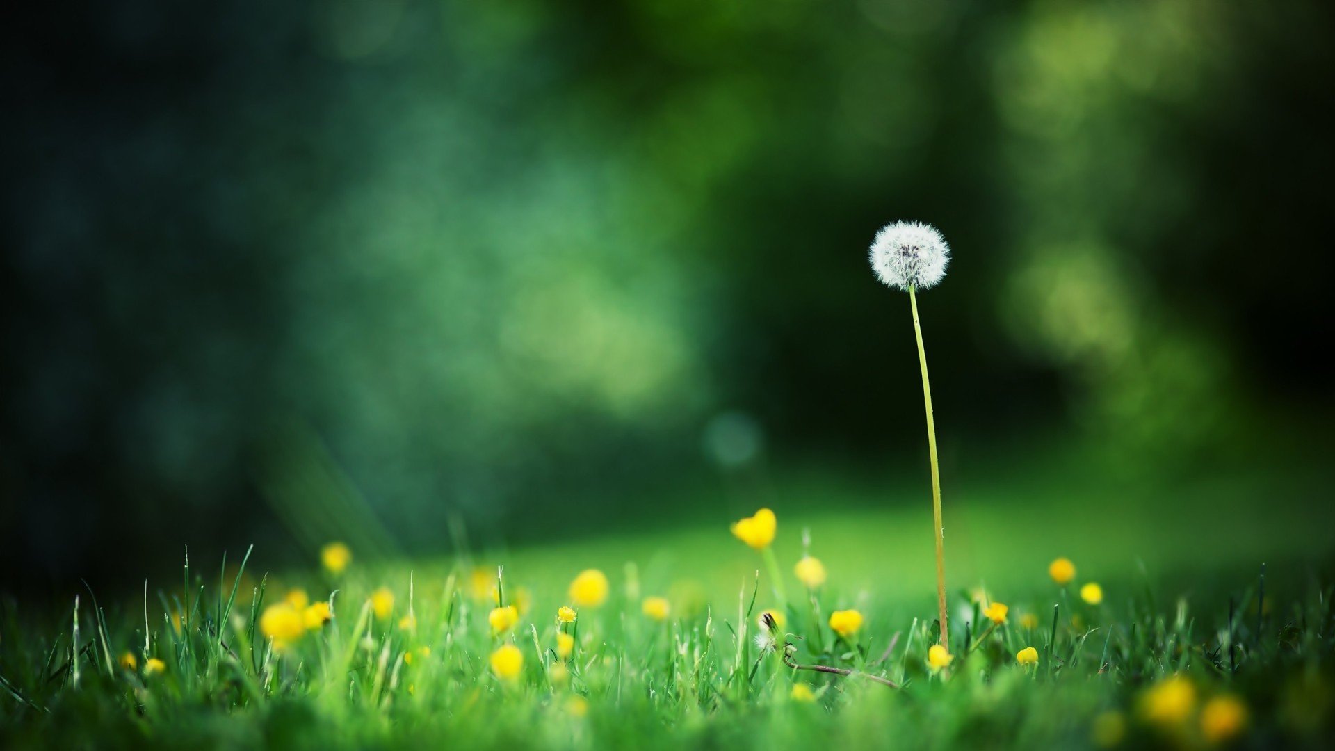 绿色,蒲公英,一花一世界