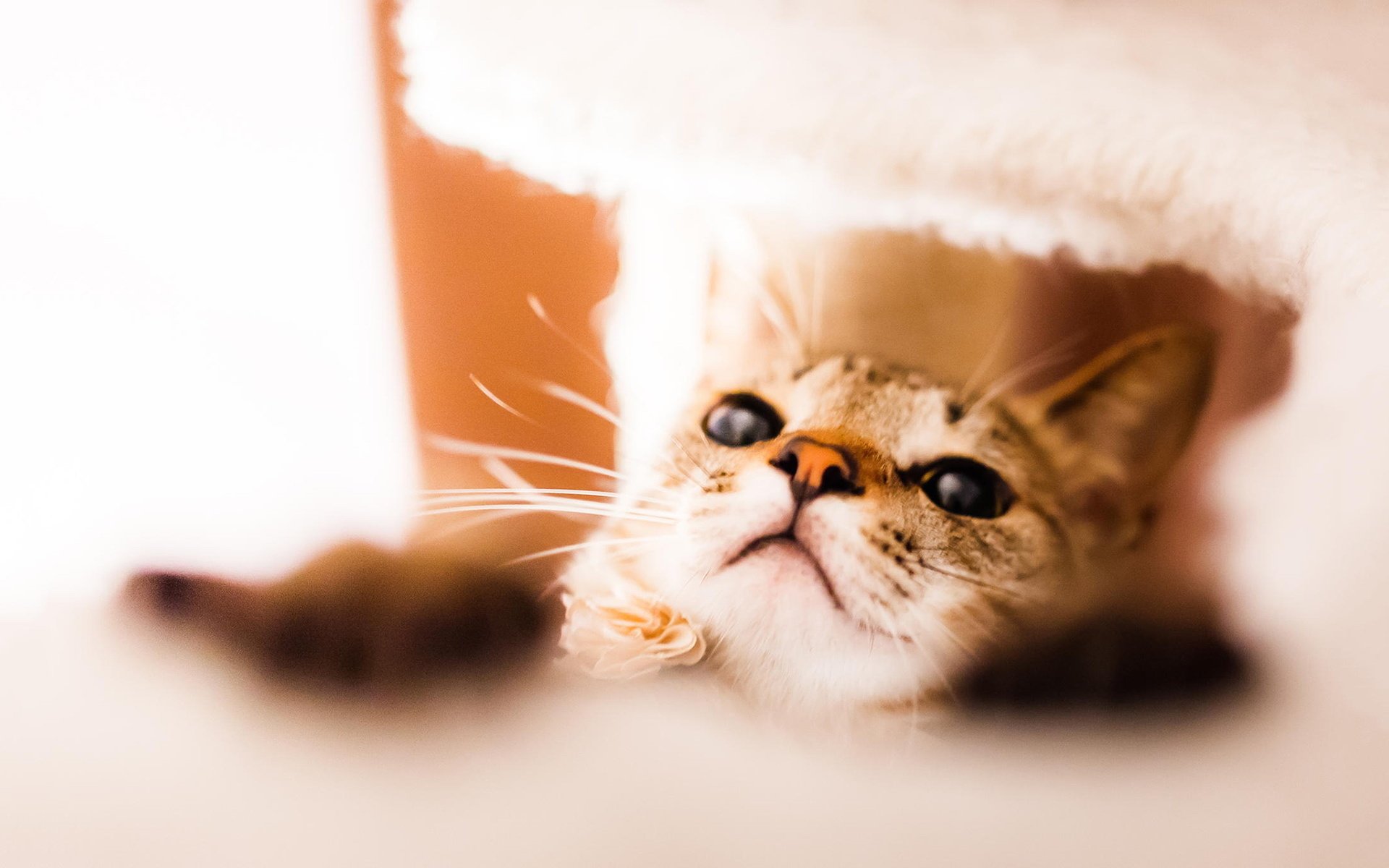 喵星人,可爱,萌萌哒