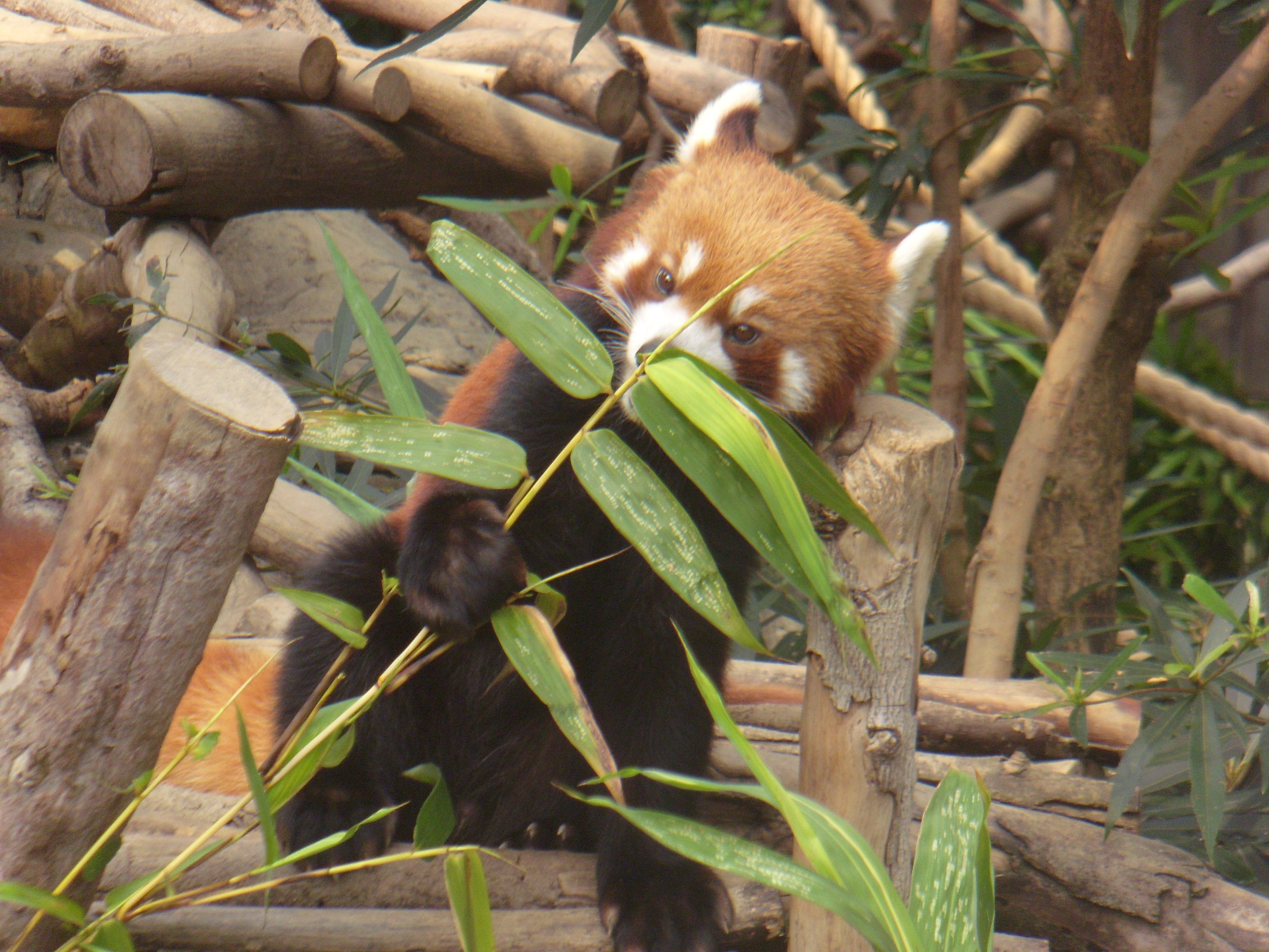动物,小浣熊,可爱
