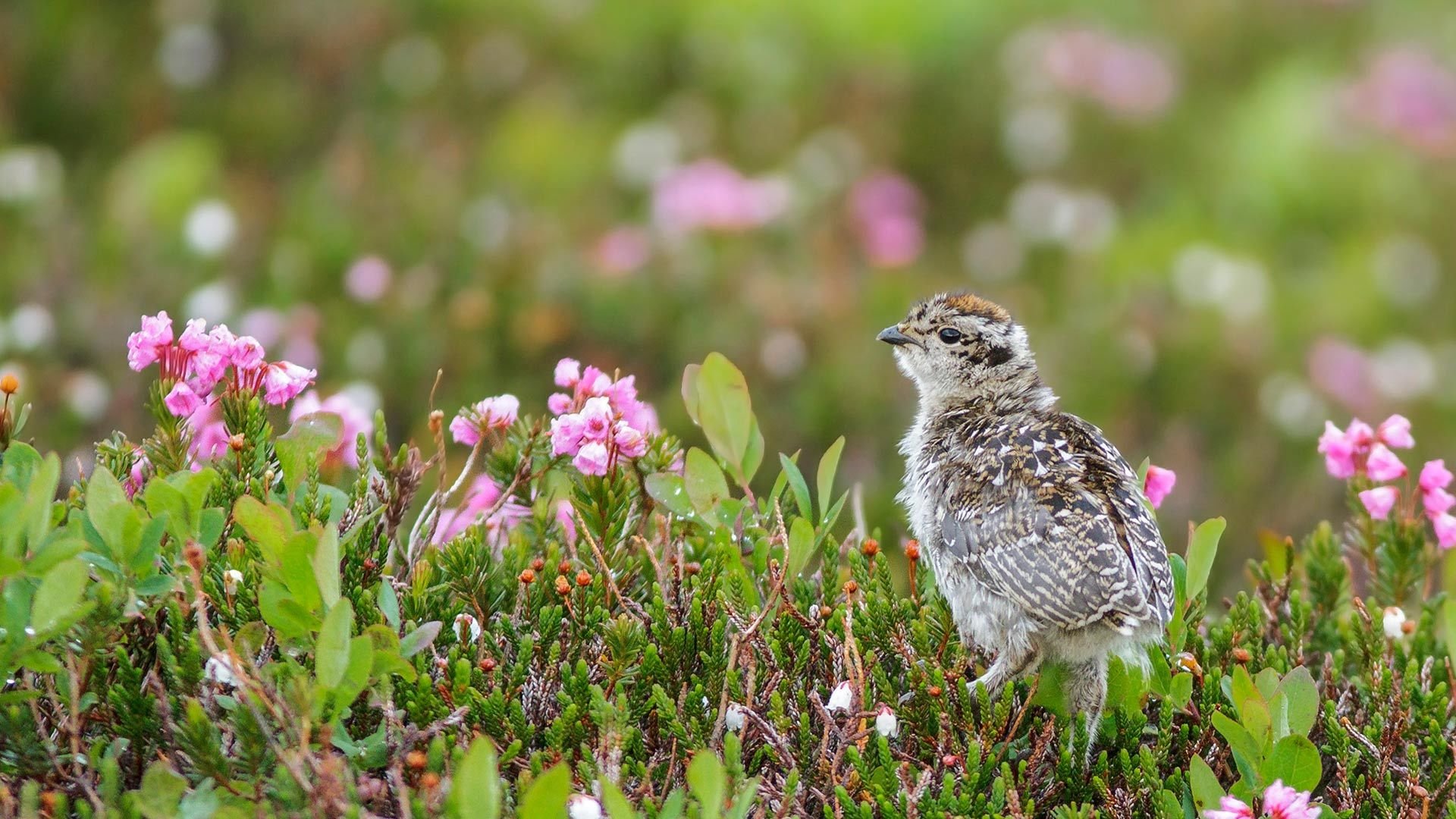 小鸟,风景,小花