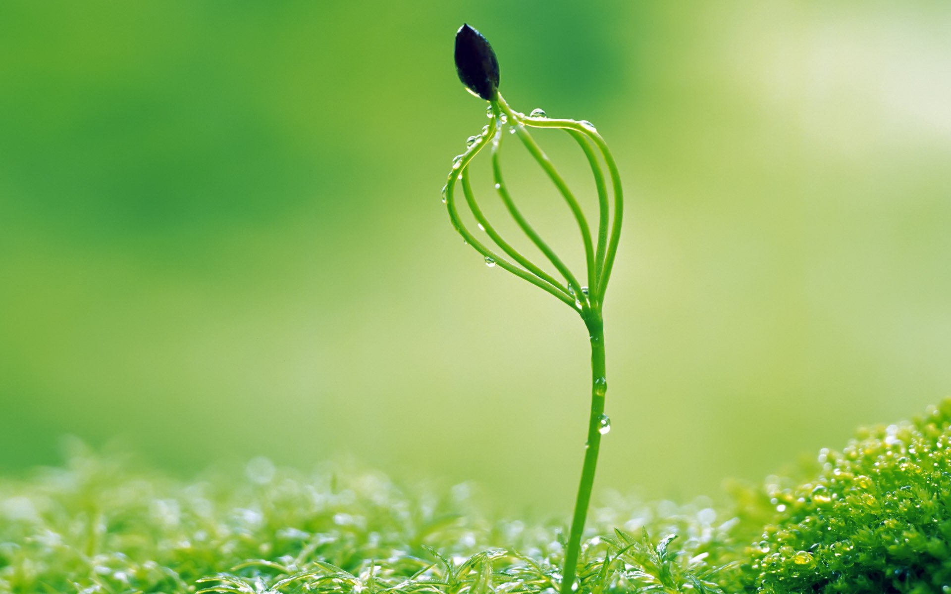 绿豆芽,清新可爱