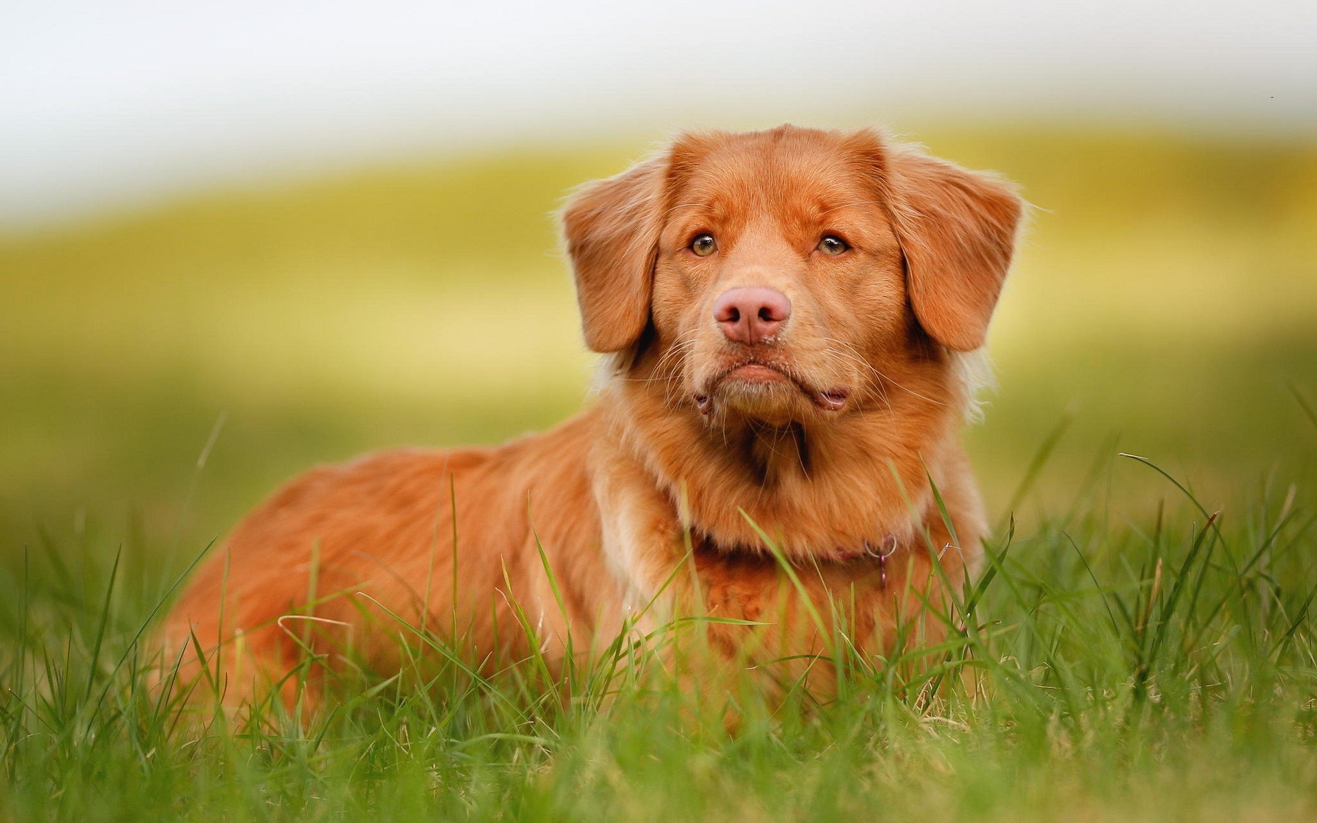 萌宠,汪星人,金毛,呆萌可爱,宽屏