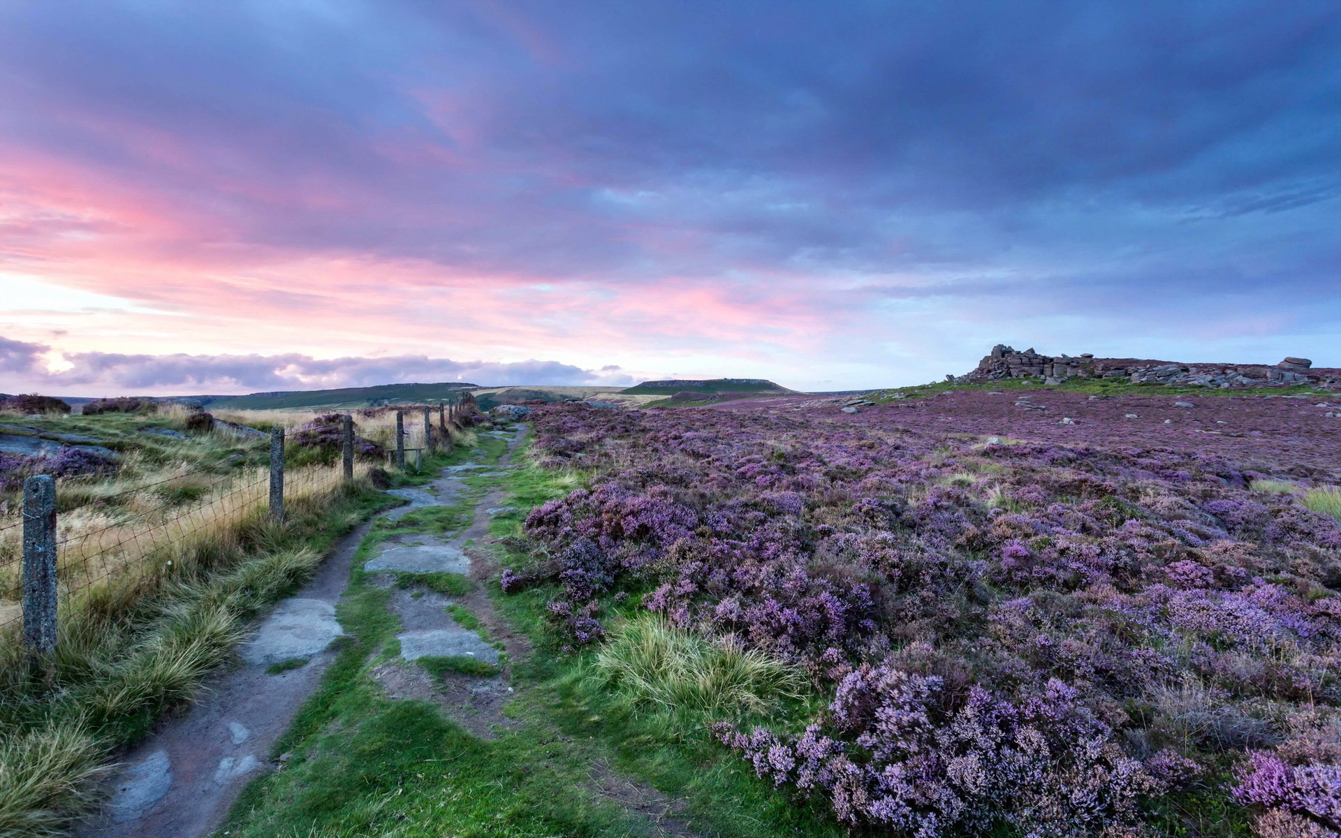 风景,自然美景,薰衣草,紫色浪漫,宽屏