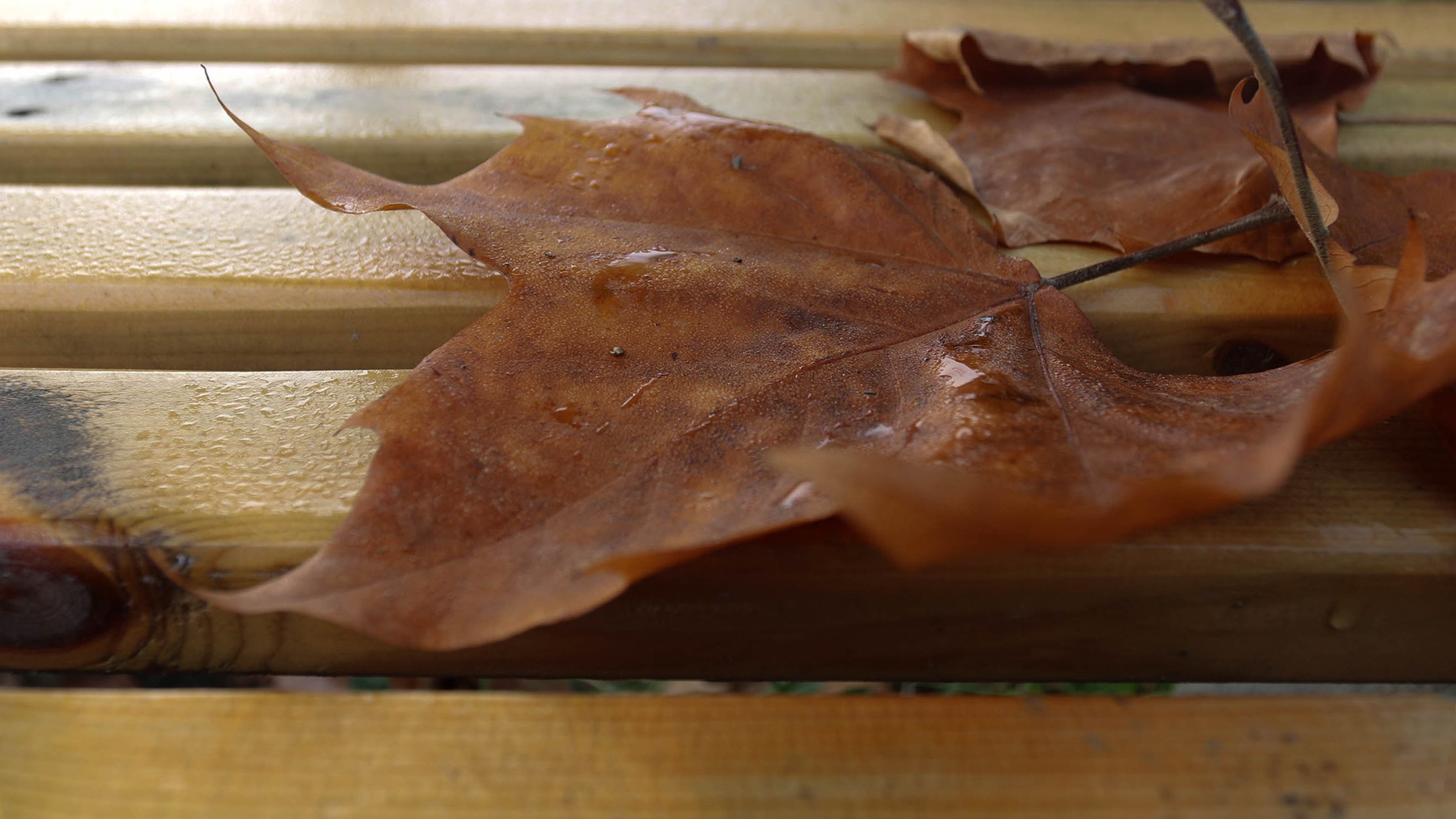 风景,秋天,落叶,枯萎