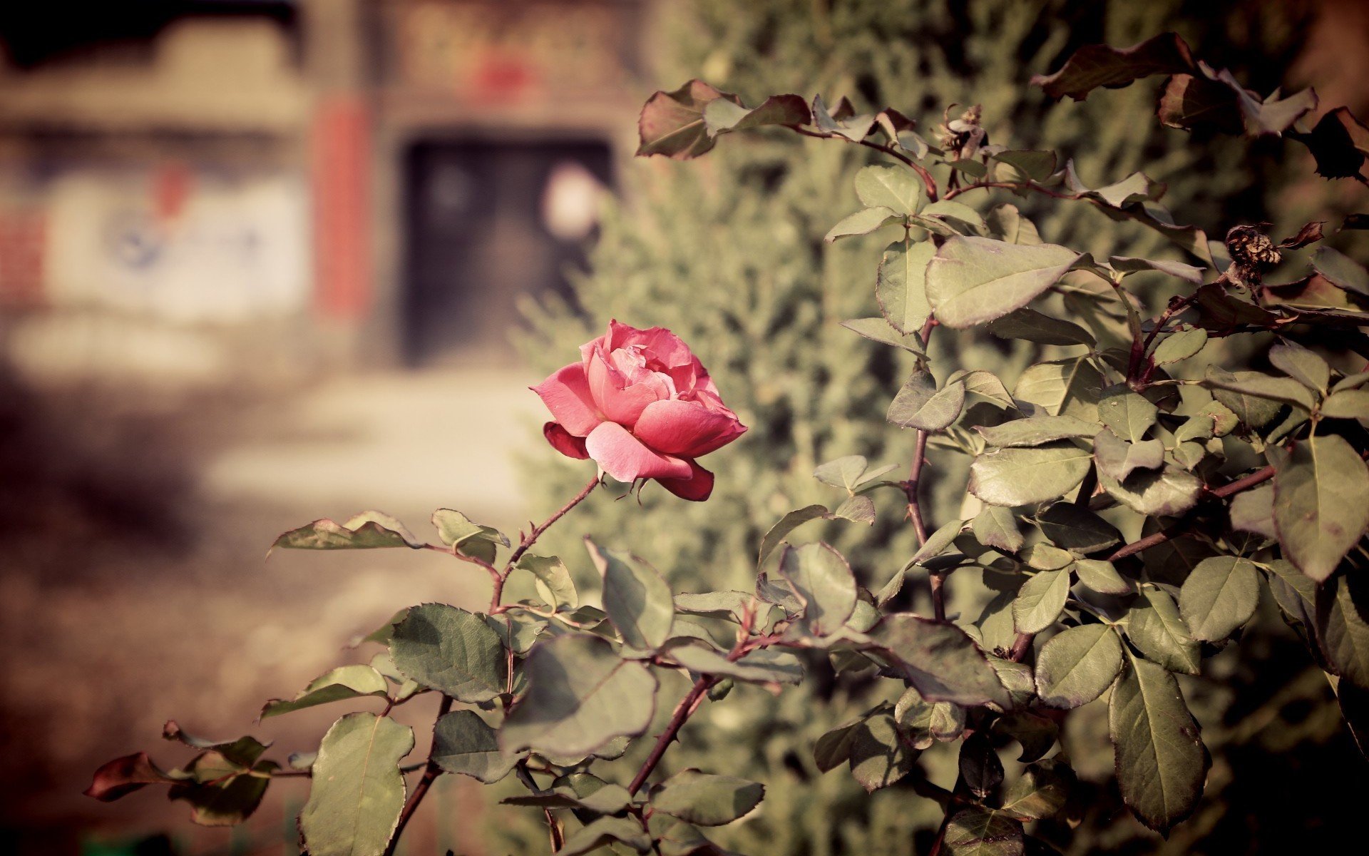 风景,玫瑰花,娇艳可爱,宽屏