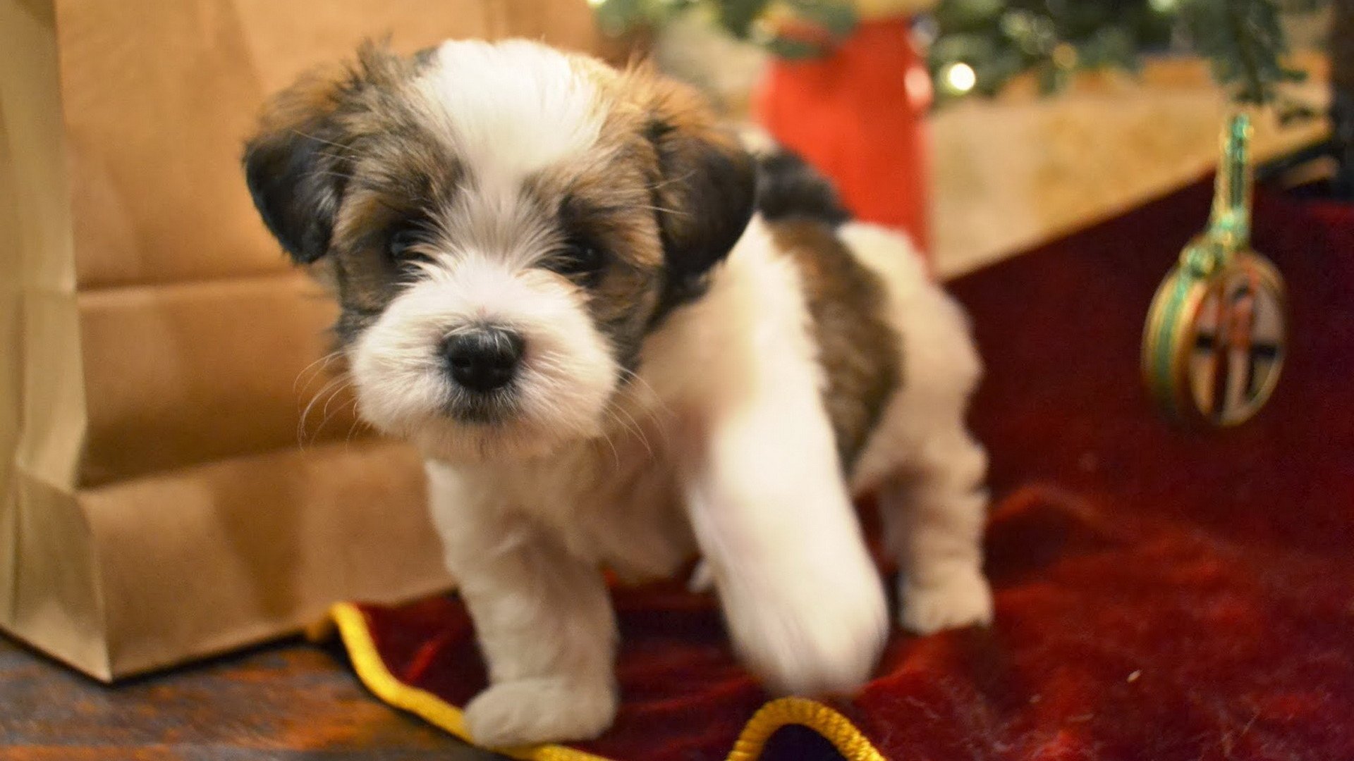 宠物,萌宠,宠物狗