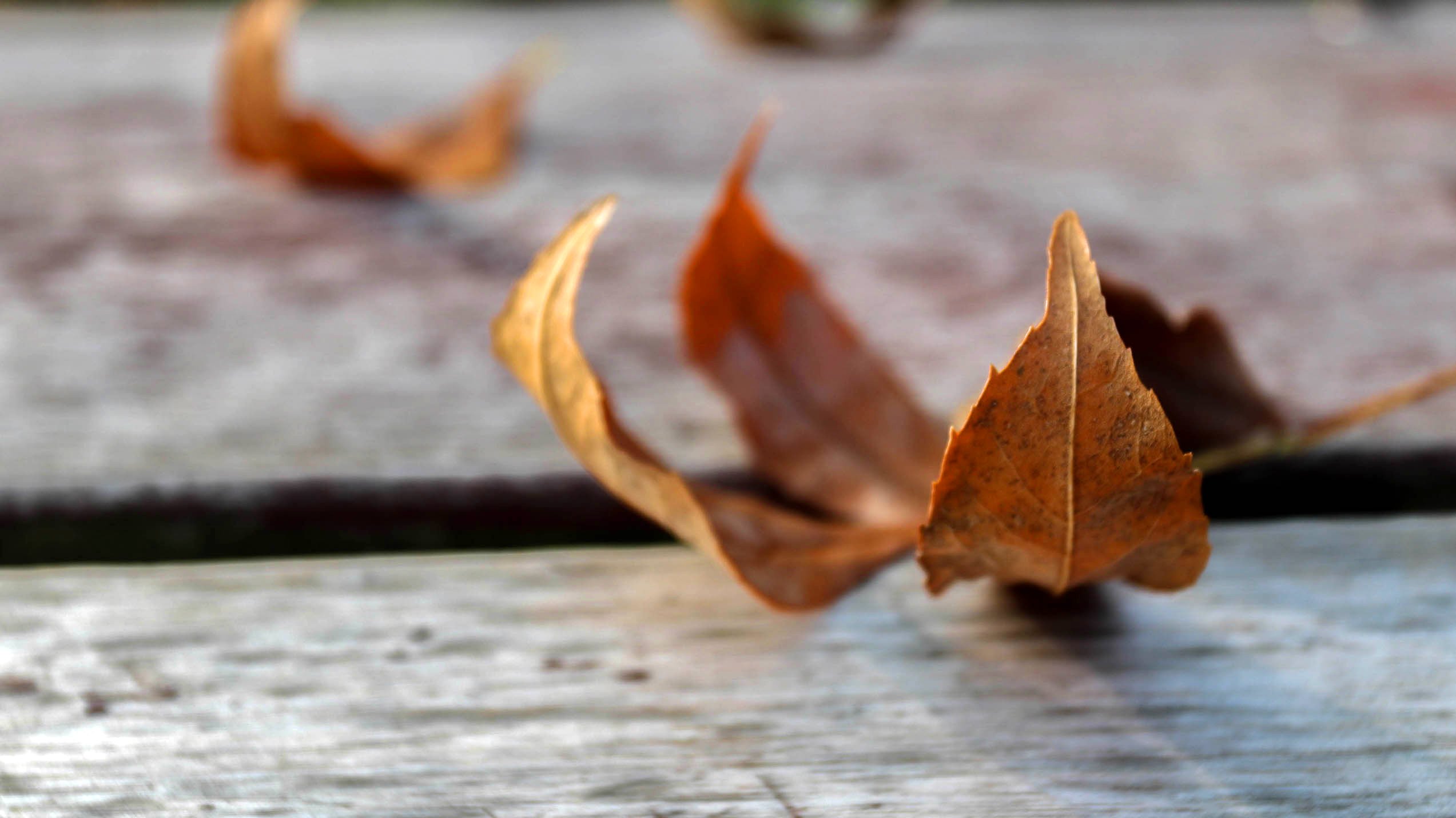 秋天,风景,落叶