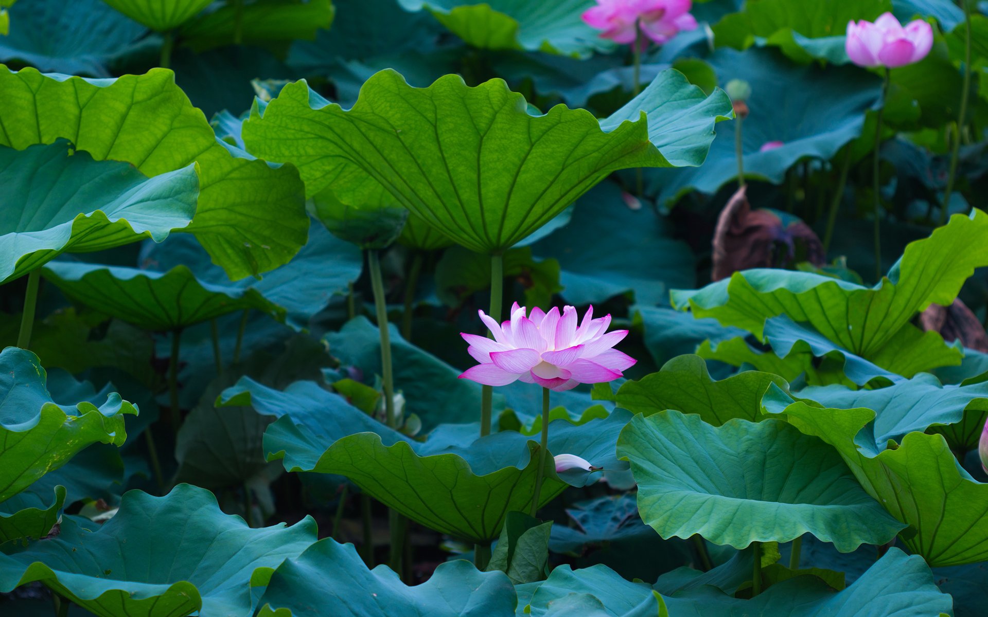 风景,荷花,荷塘