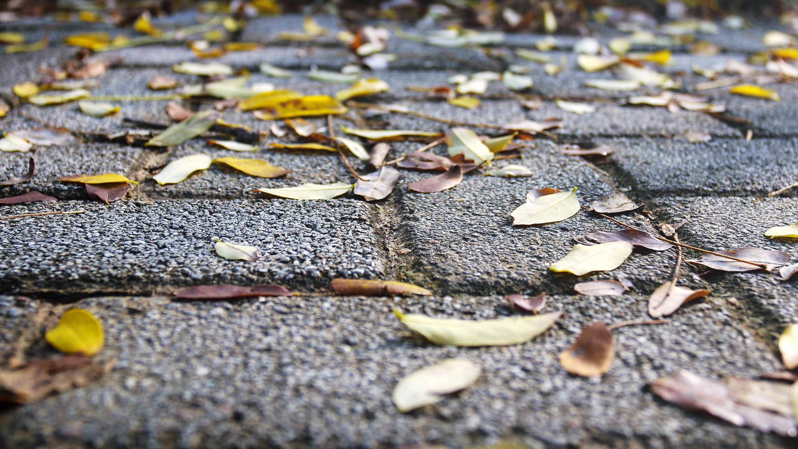 风景,秋天,落叶
